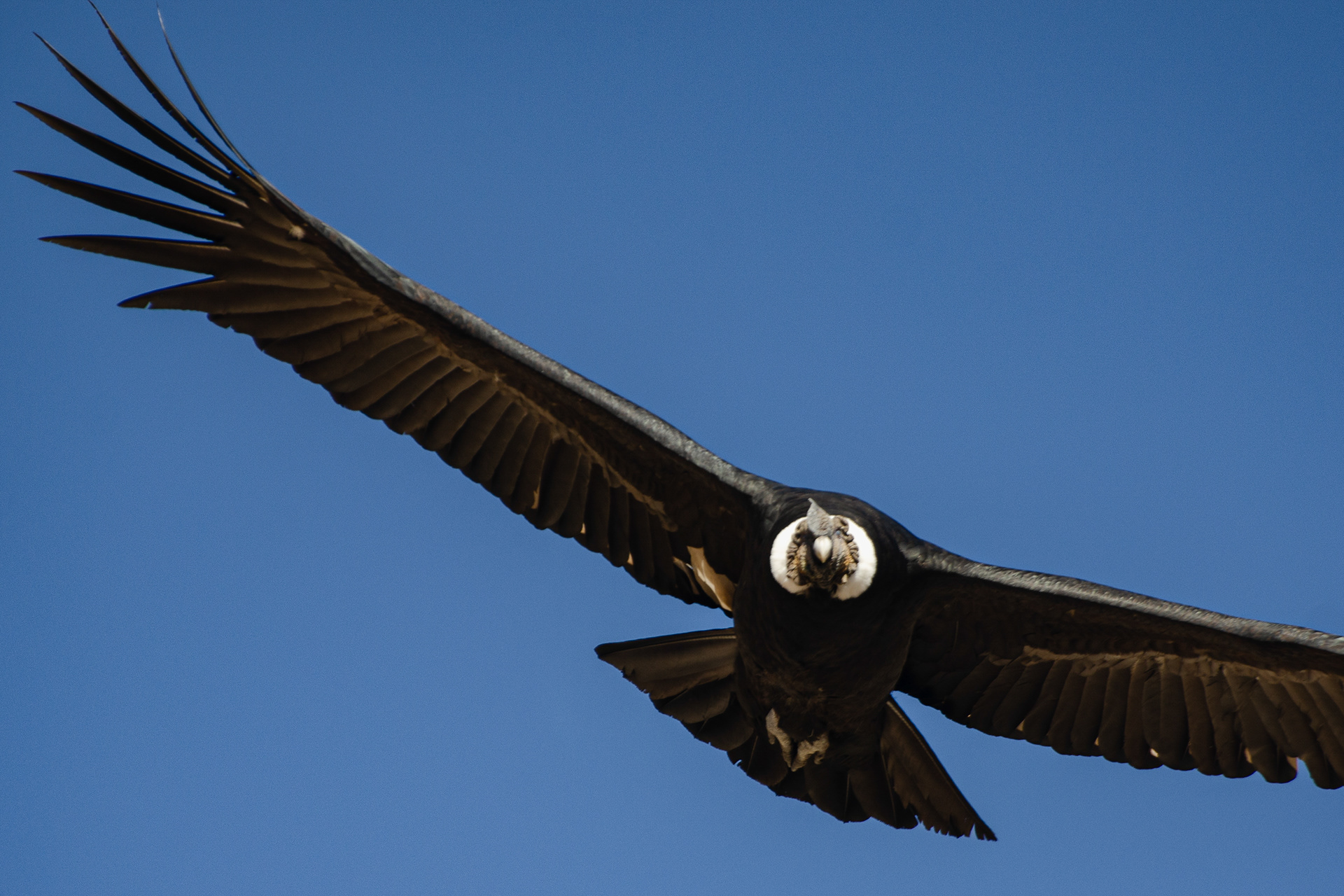 Condor Andino