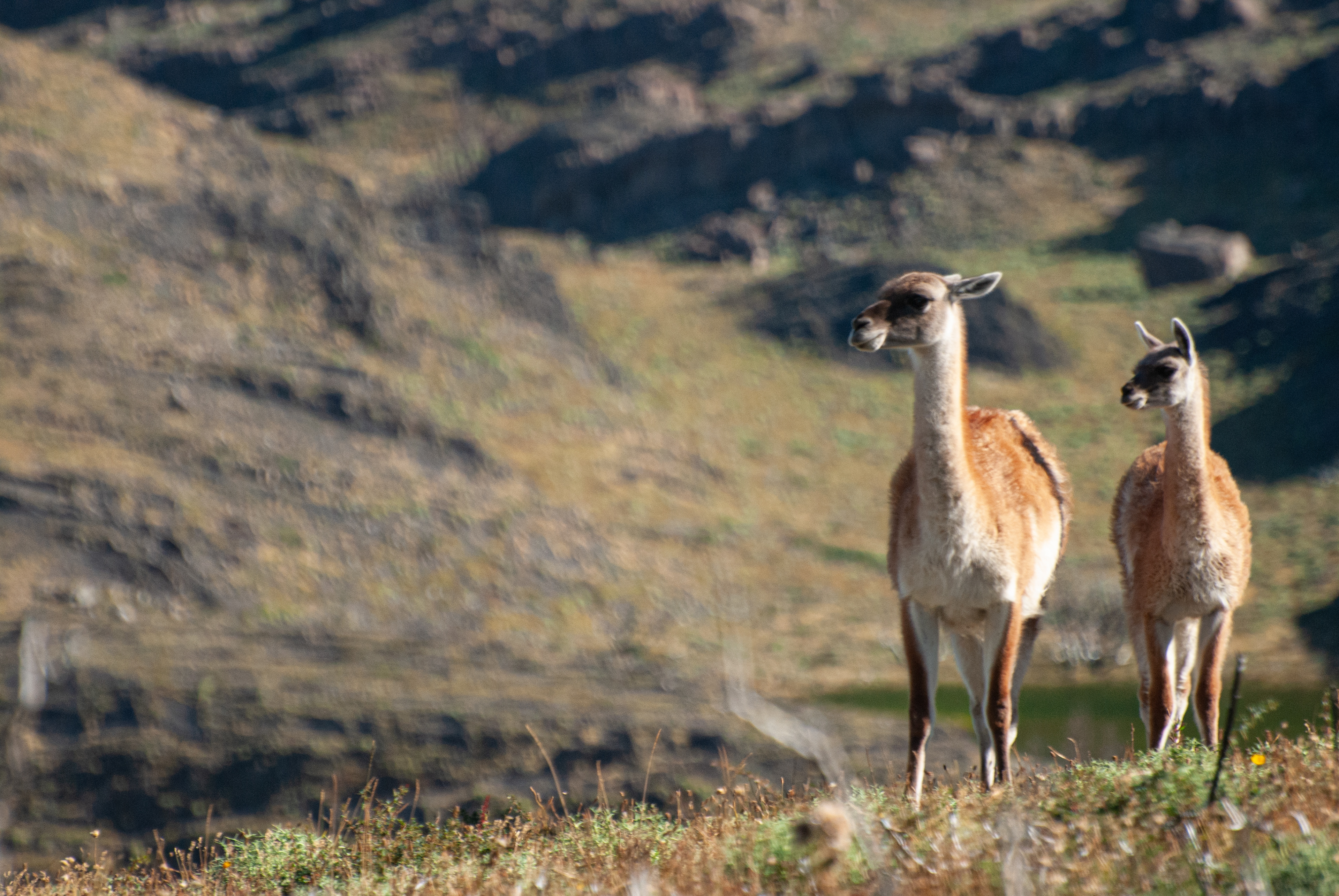 Guanaco