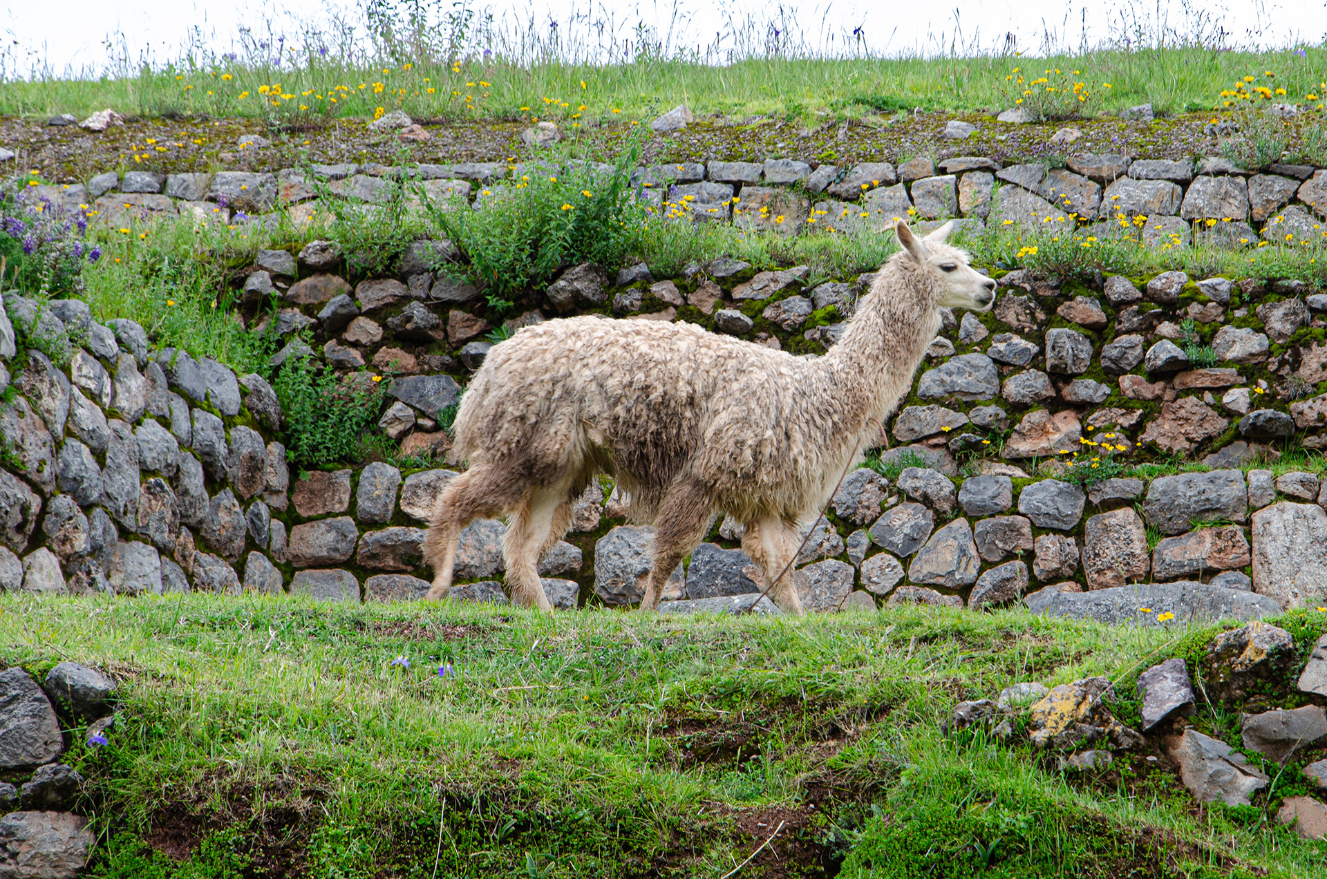 Alpaca