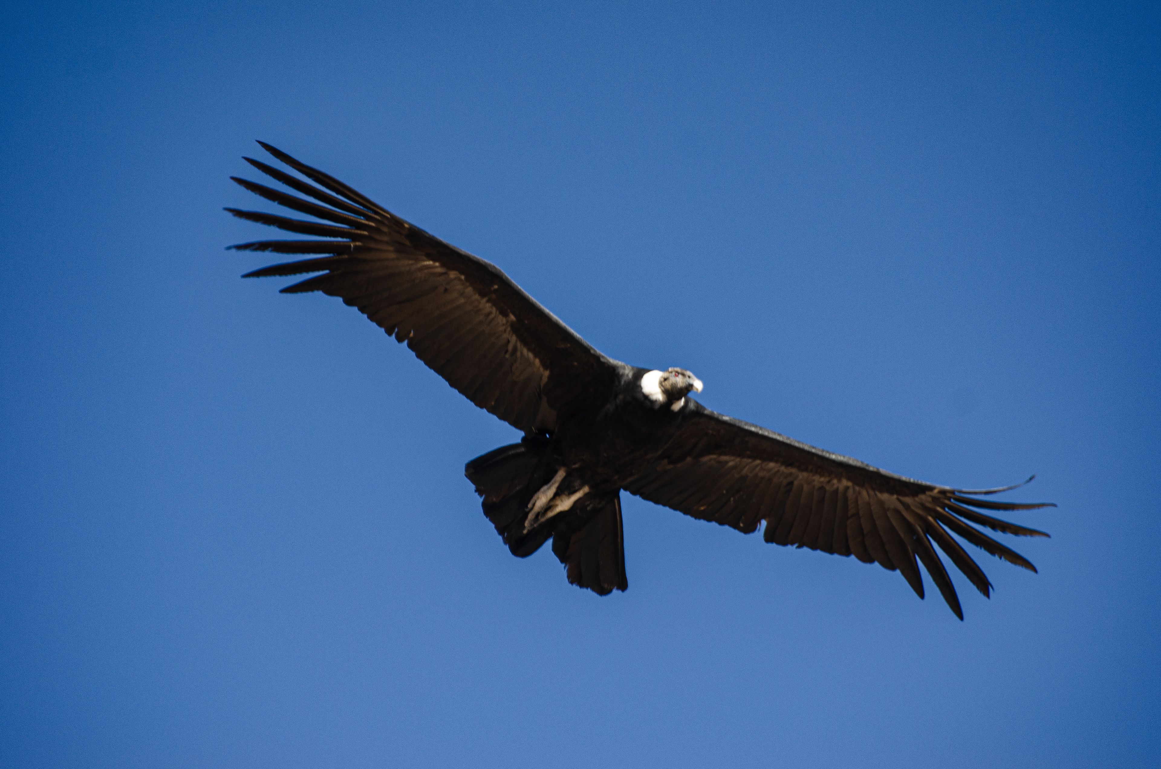 Condor Andino