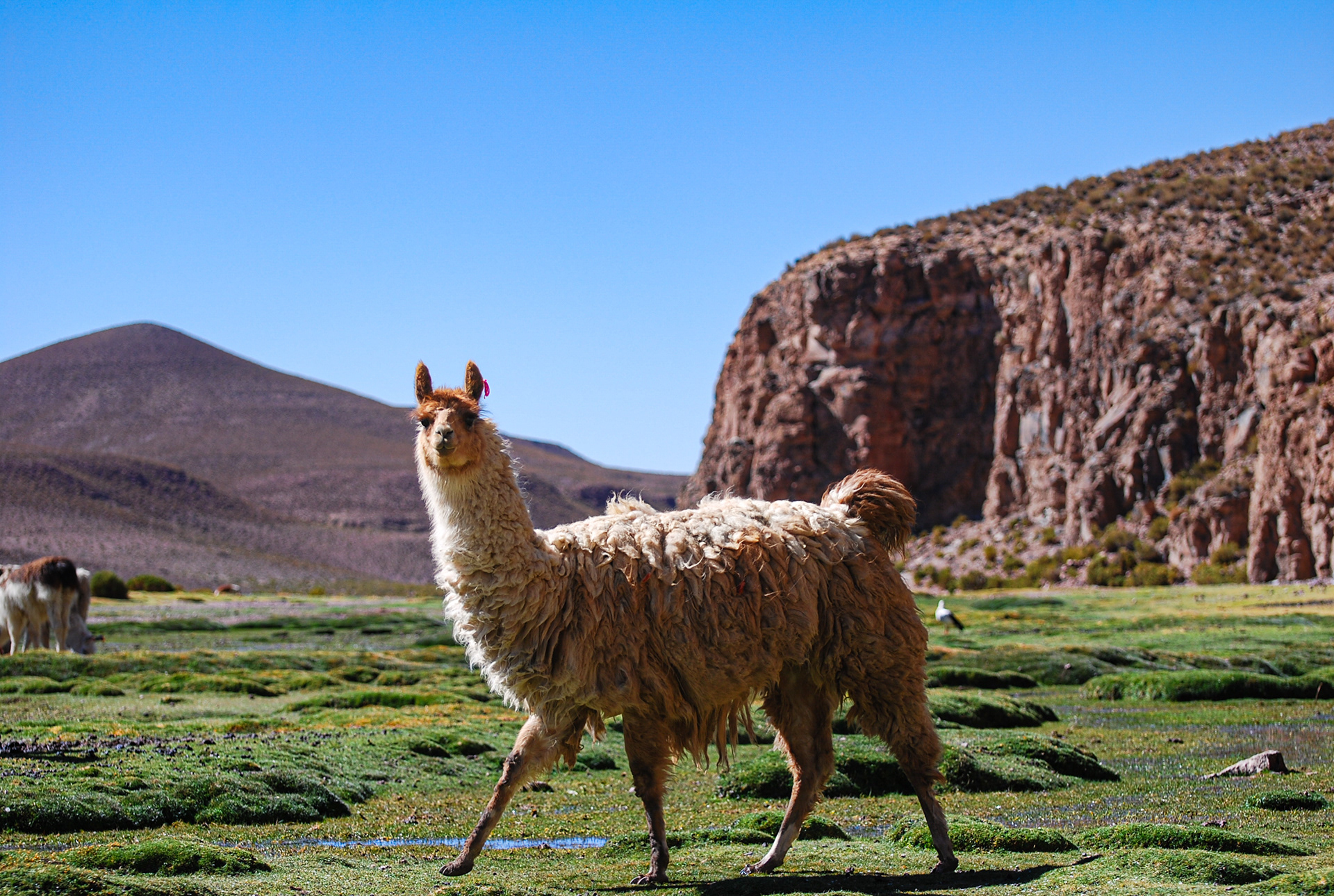 Lhama