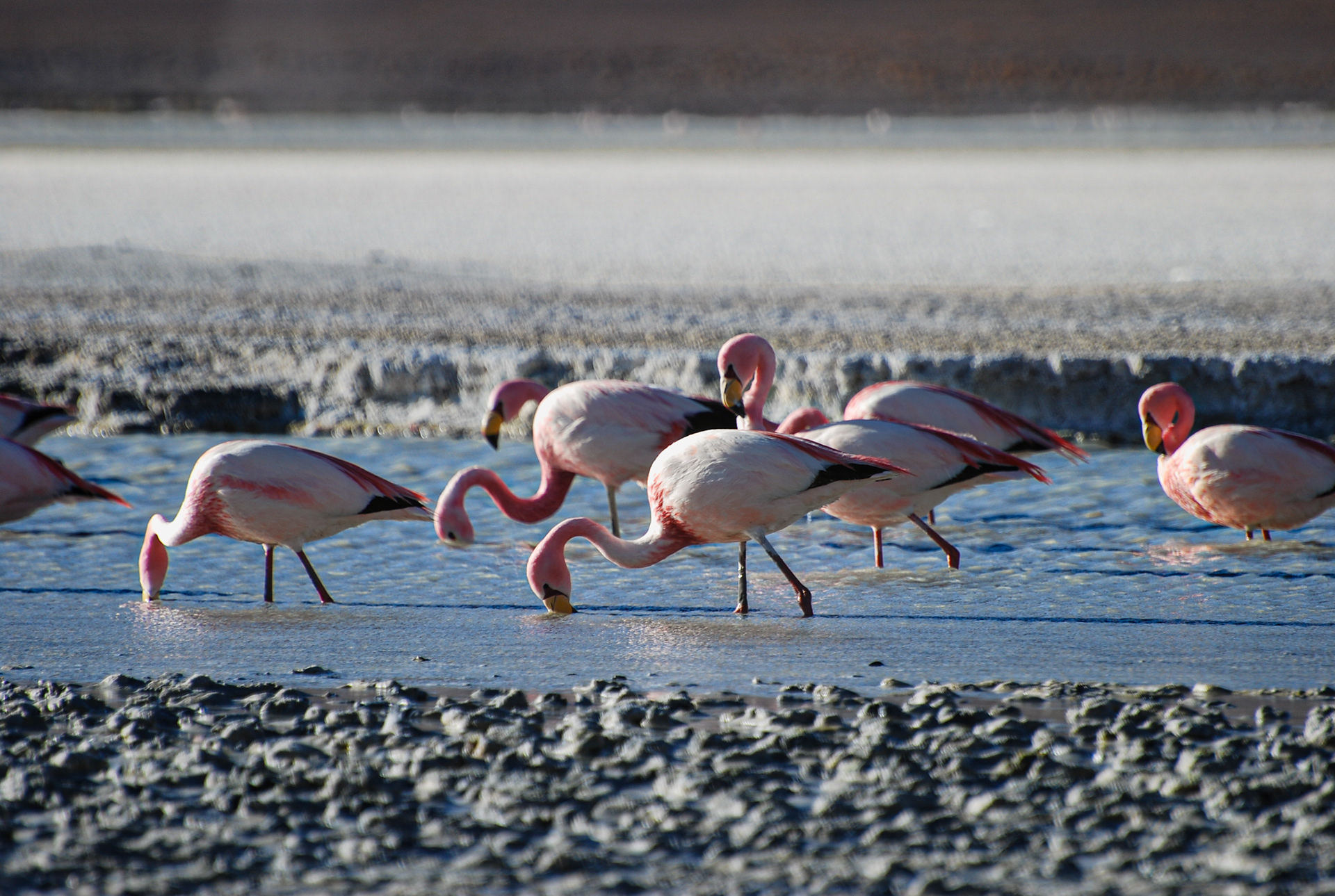 Flamingos