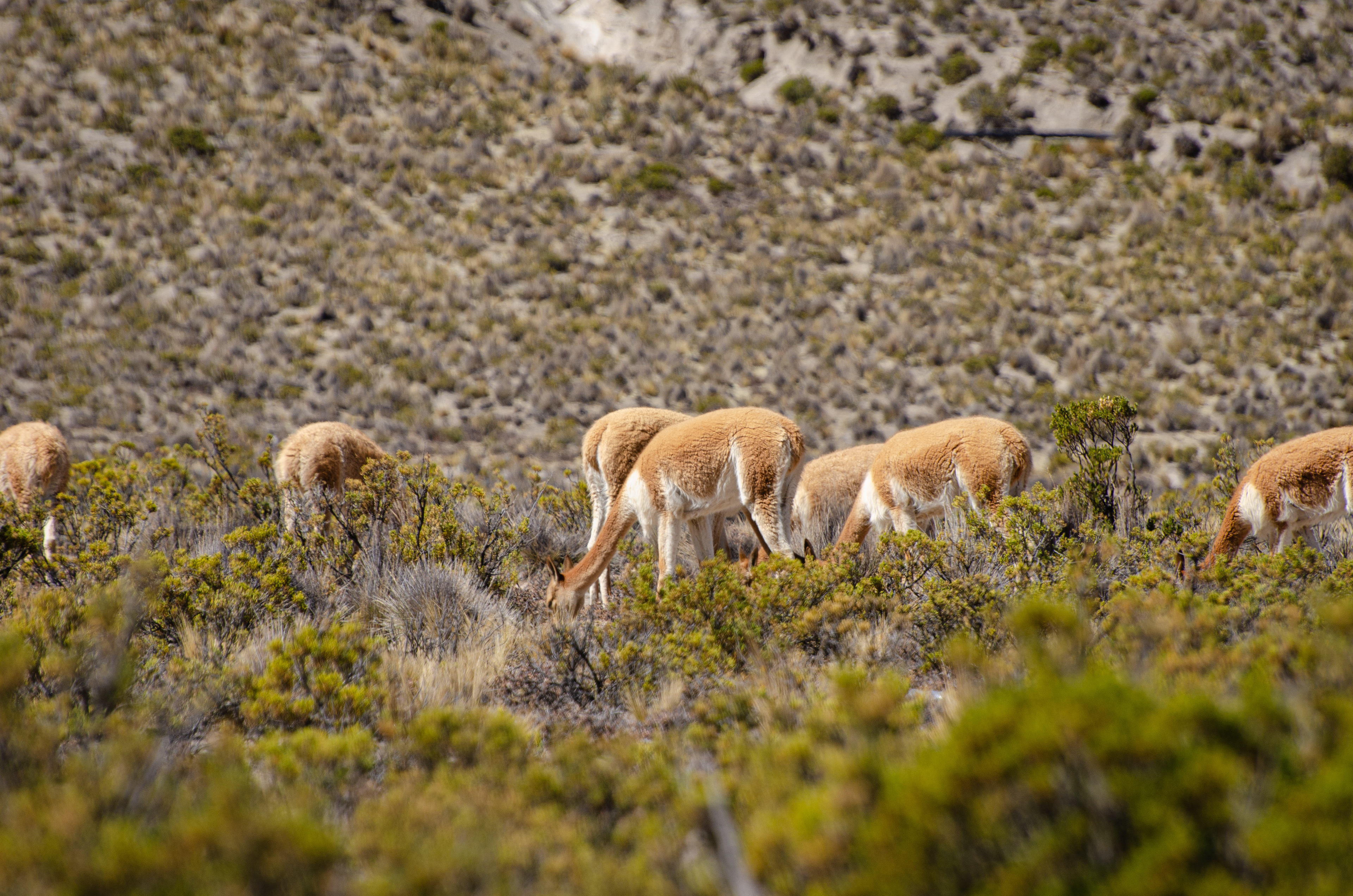 Guanacos