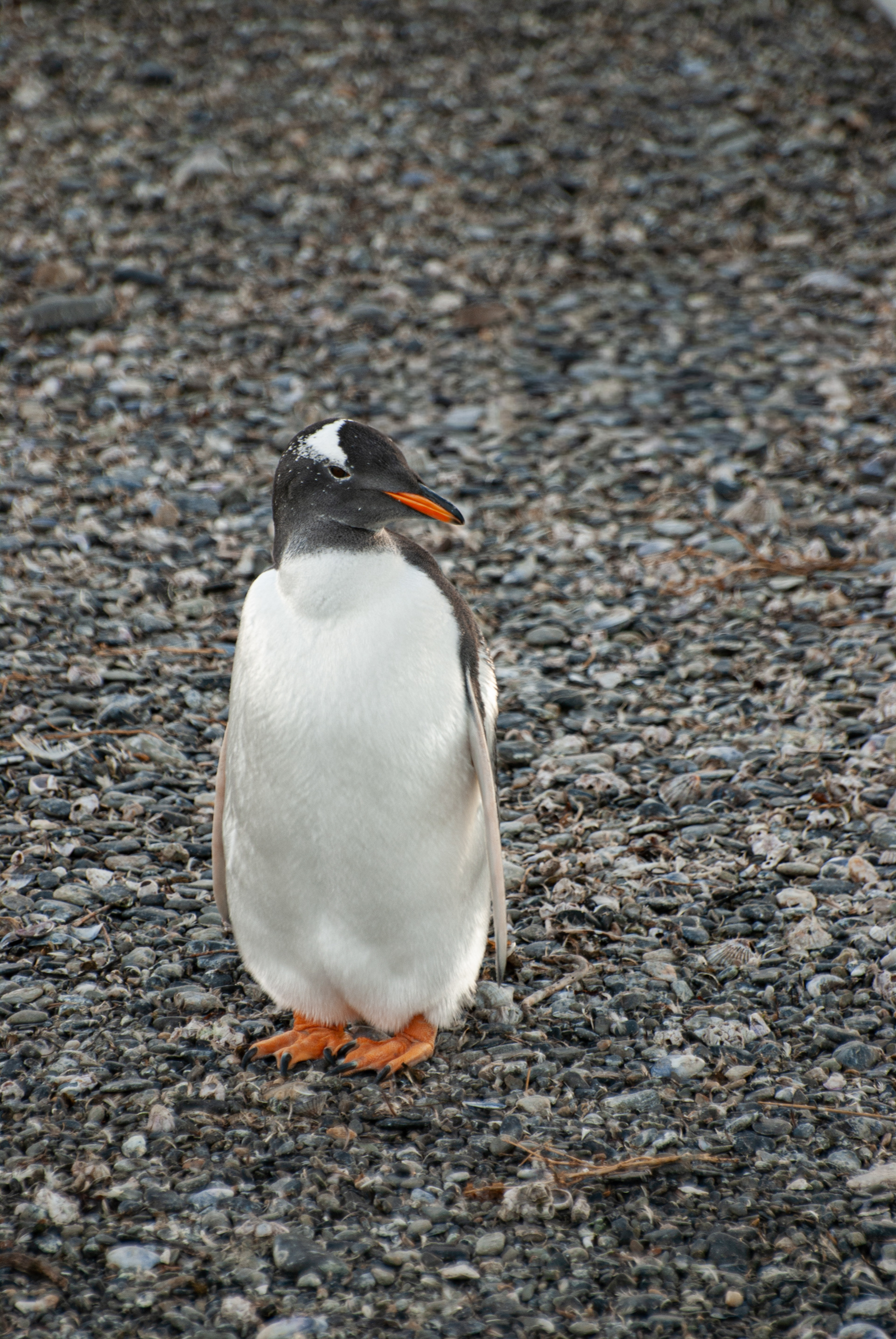 Pinguim Gentoo