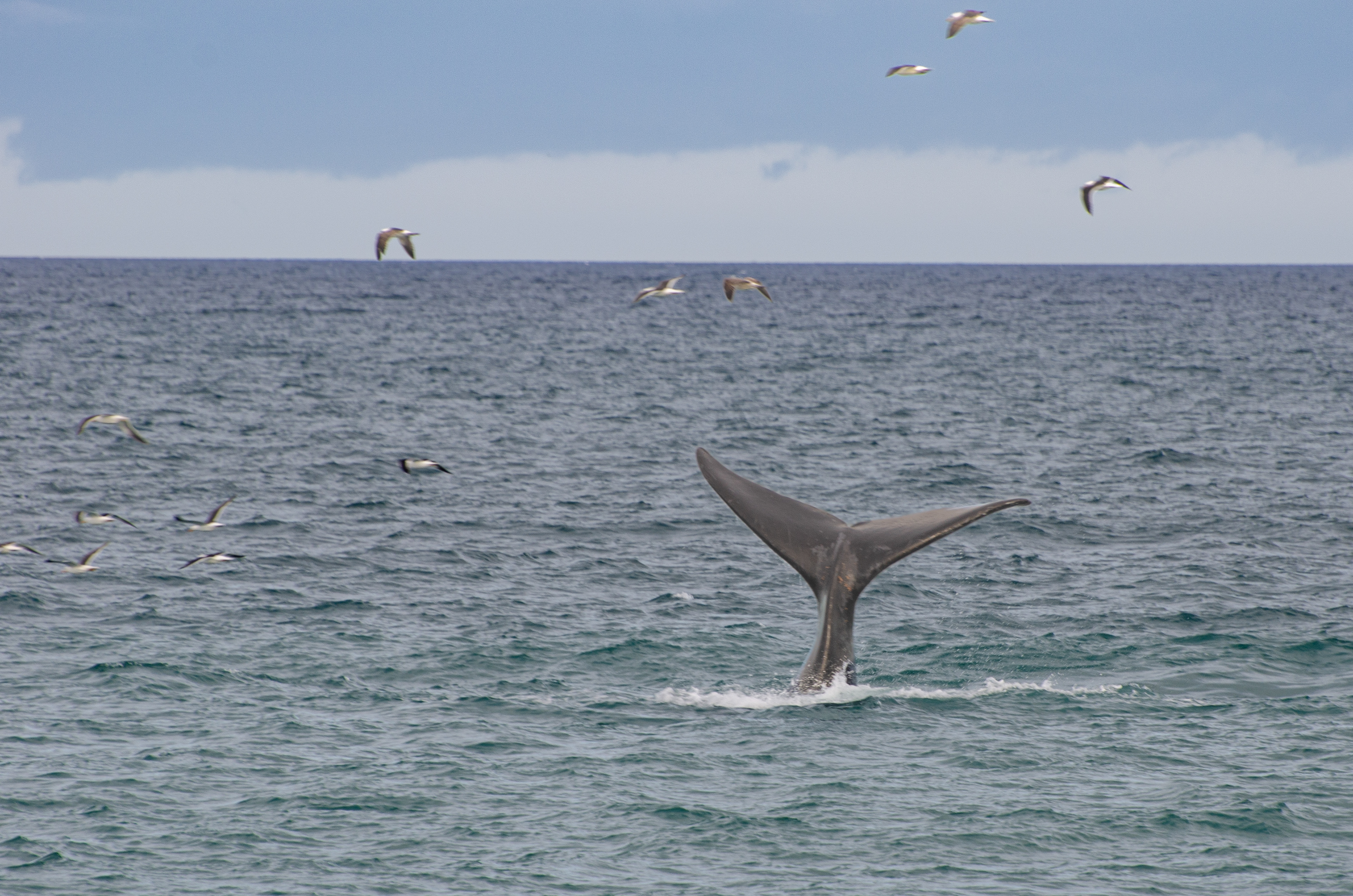 Baleia Franca Austral