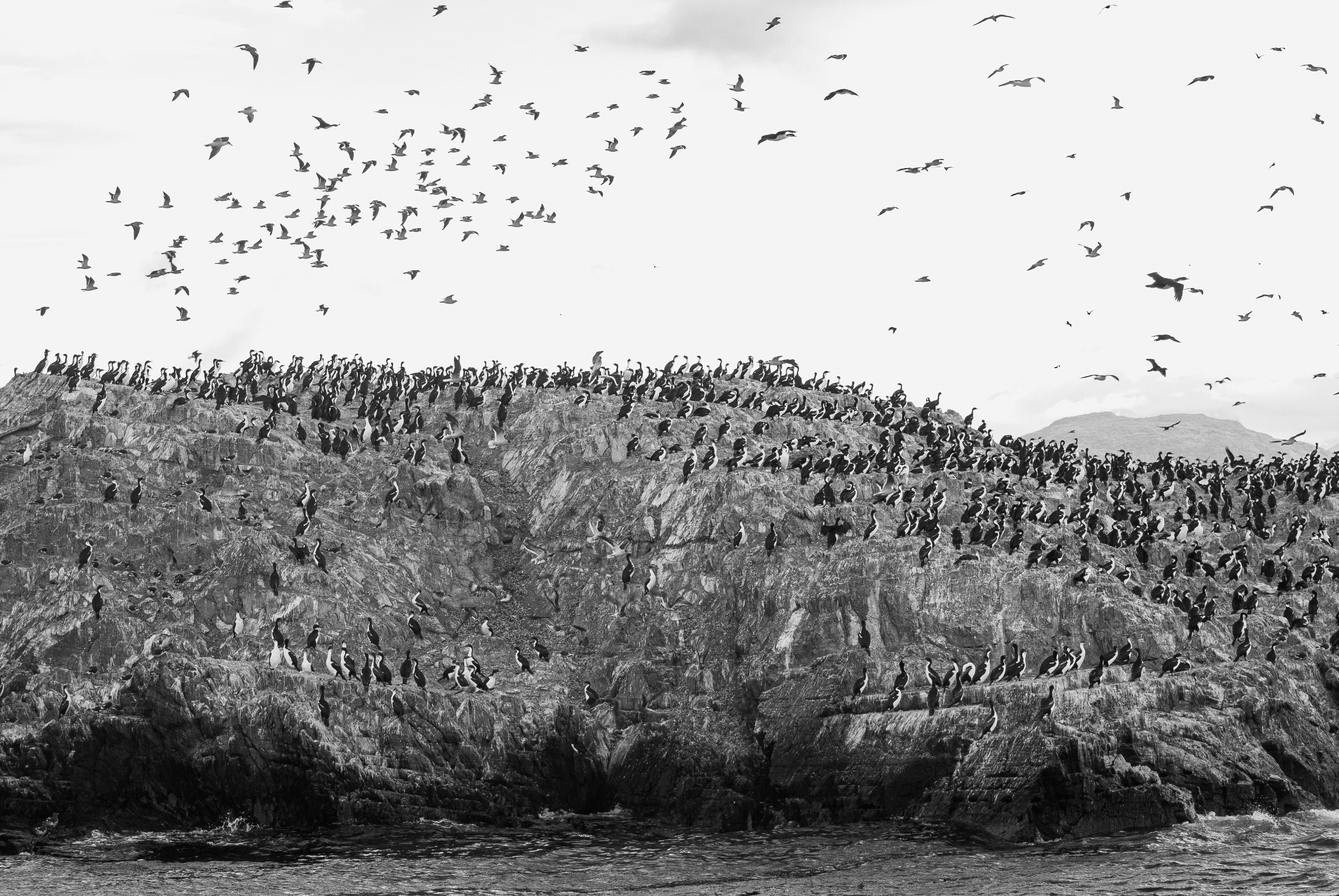 Cormorão-imperial