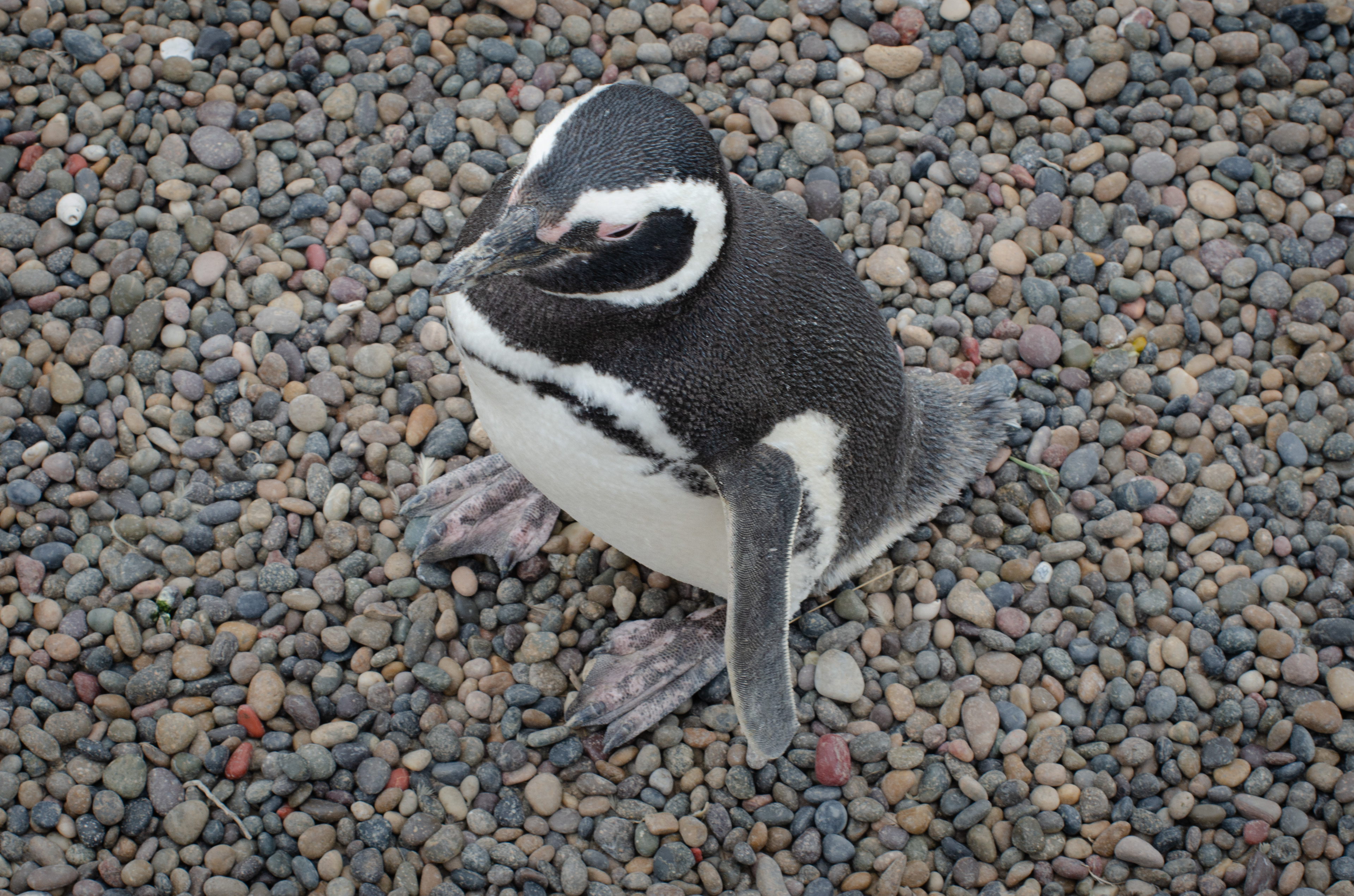 Pinguim de Magalhães