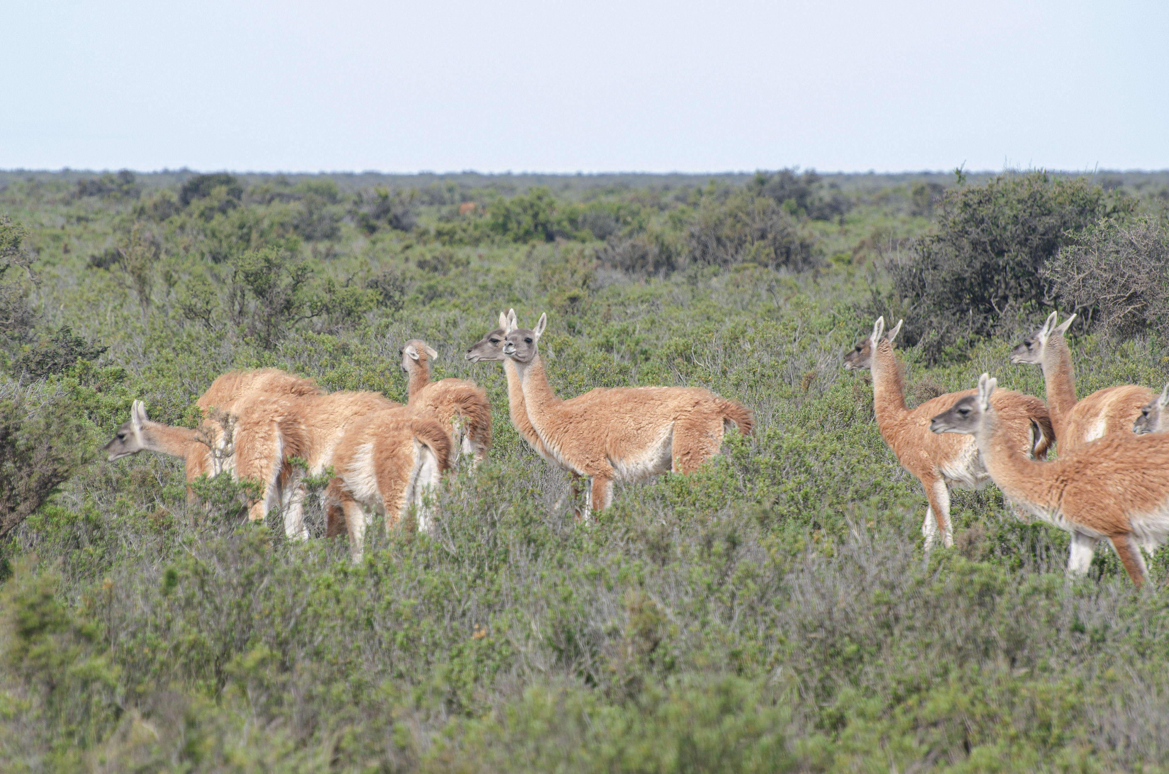 Guanaco