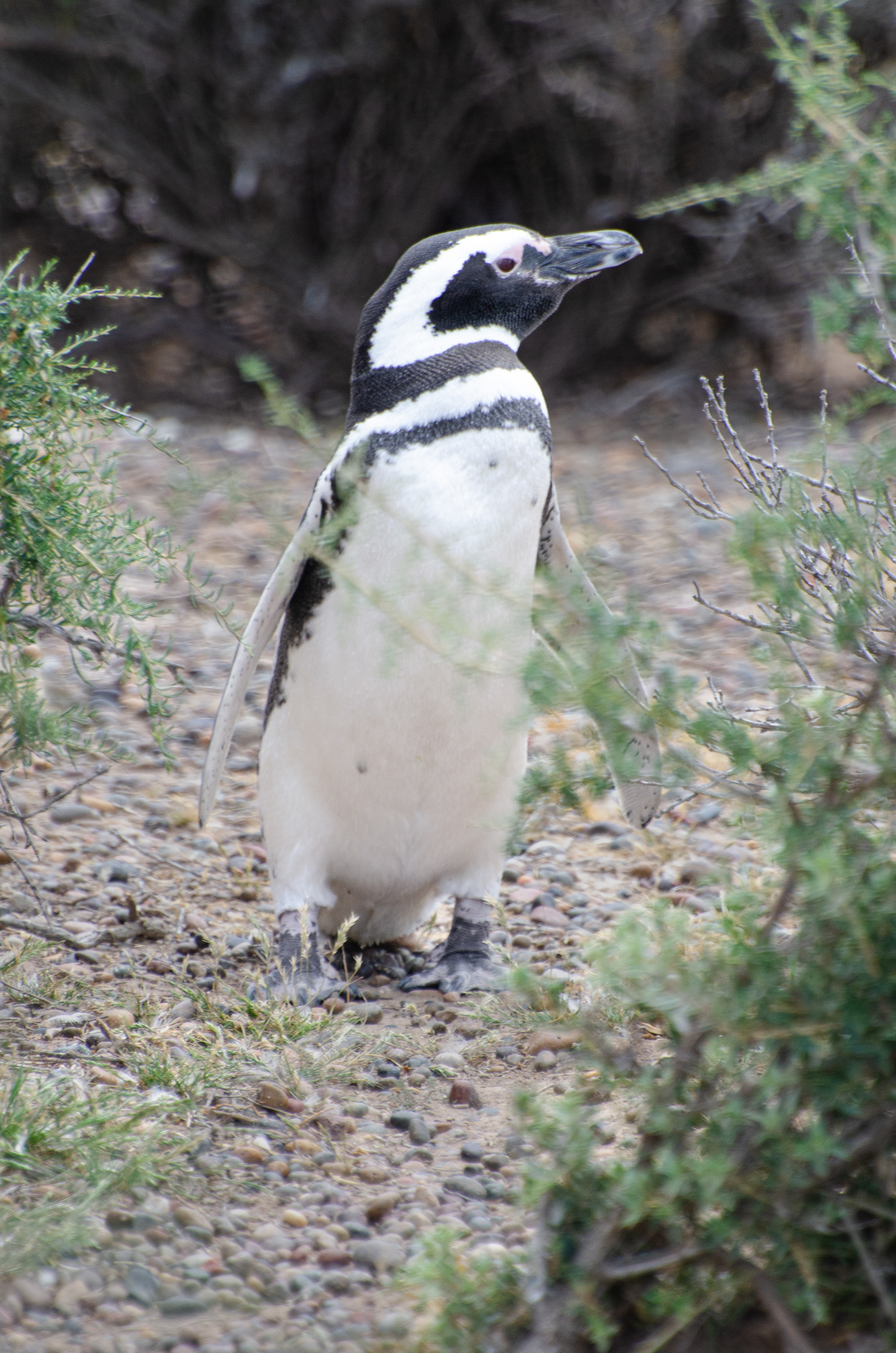 Pinguim de Magalhães