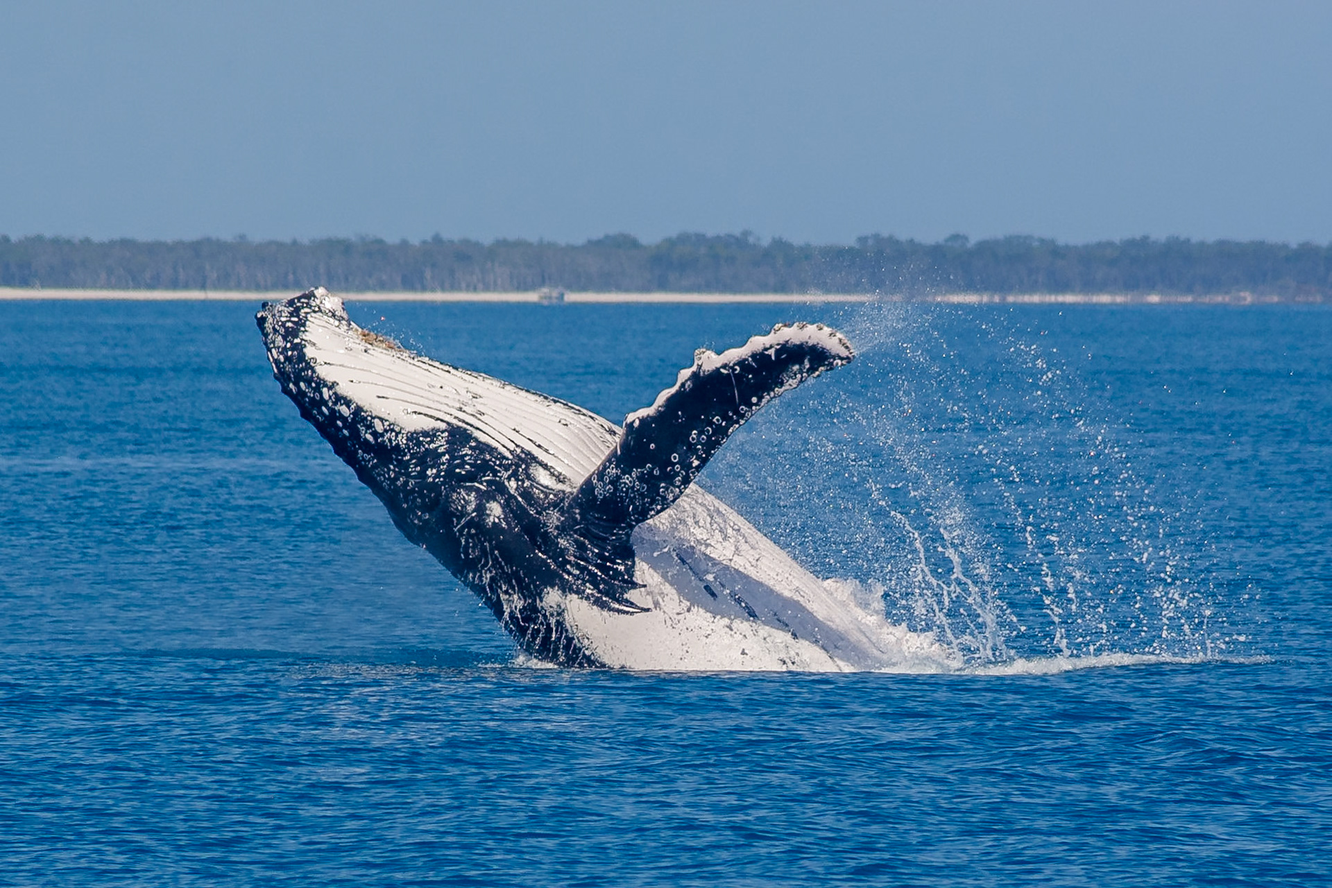 Humpback in Hervey Bay