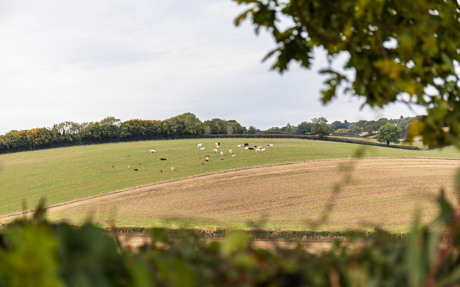 View through the Trees