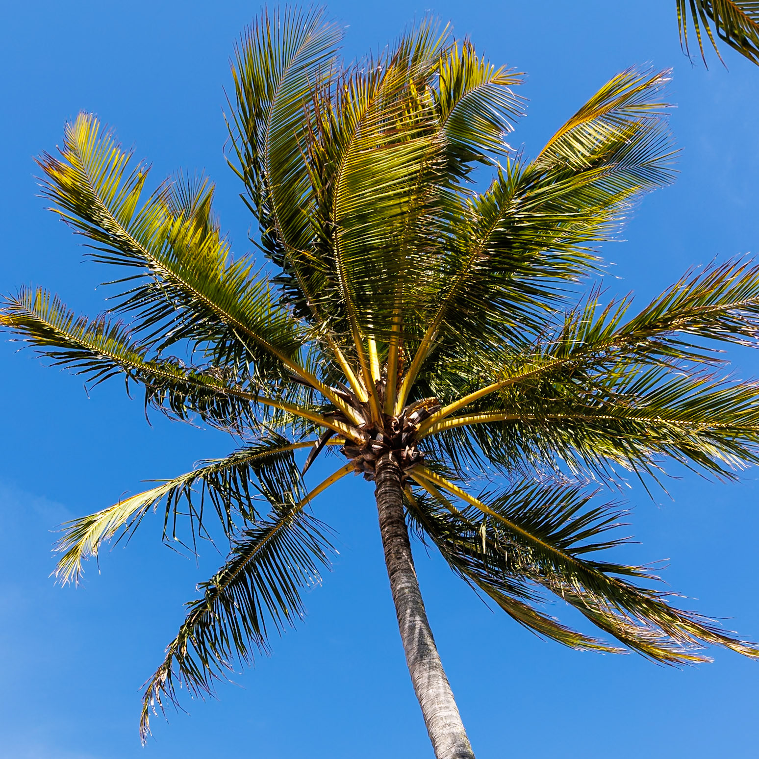 Palm Tree