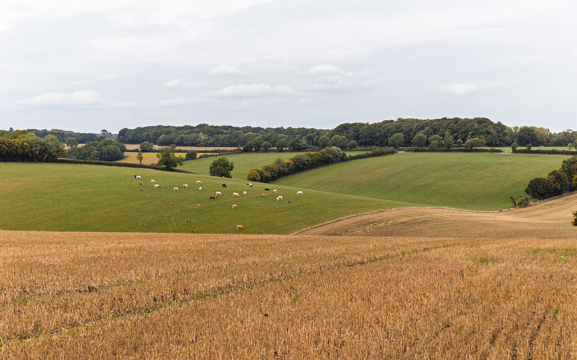 The grazing Cattle in the rolling Hills