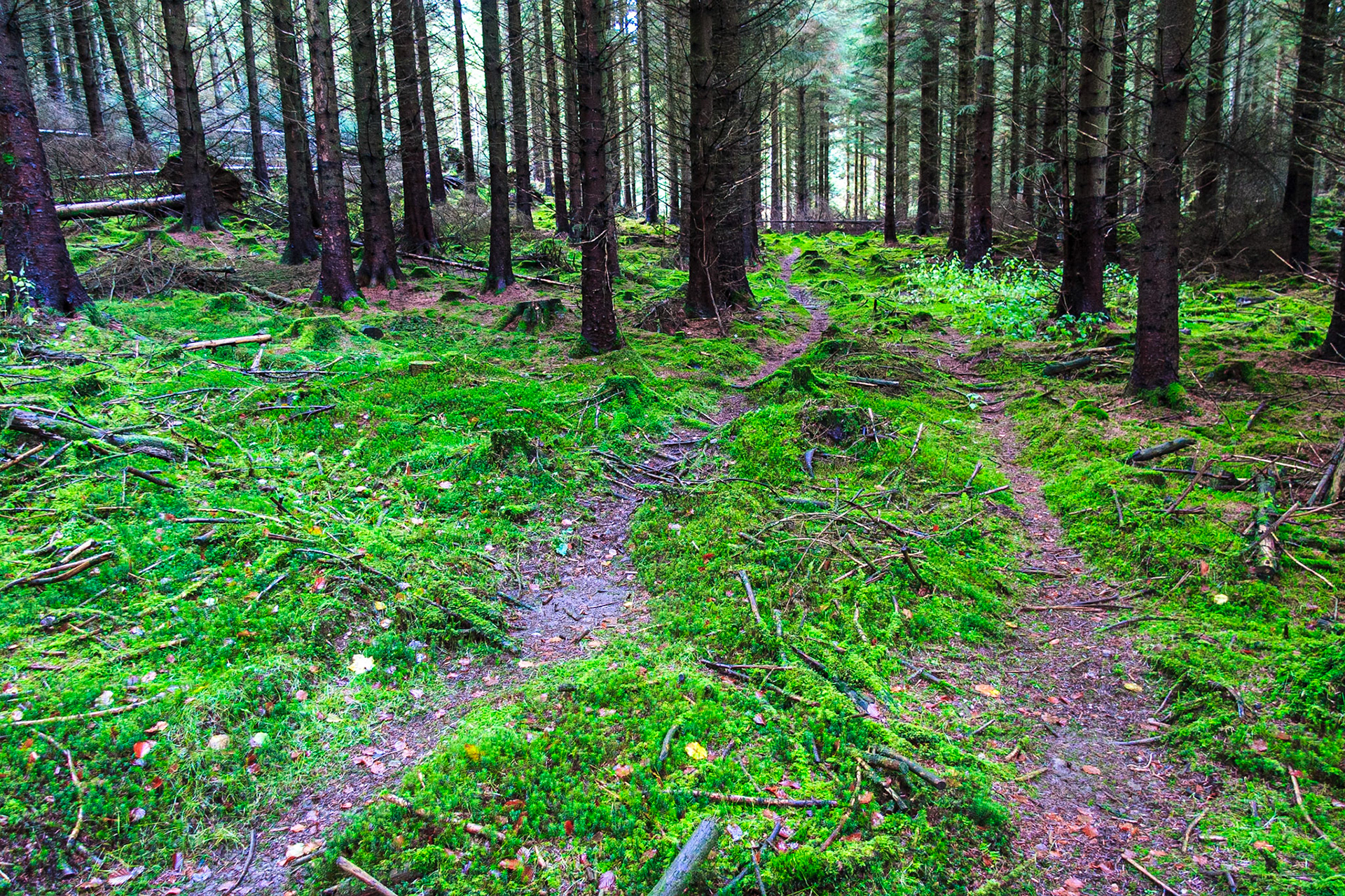 Perthshire forest in Autumn