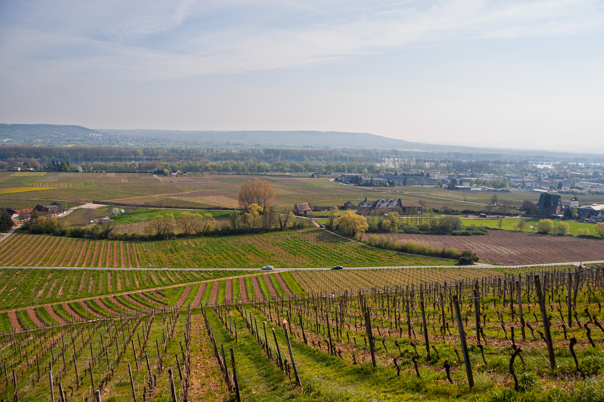 Rheingau