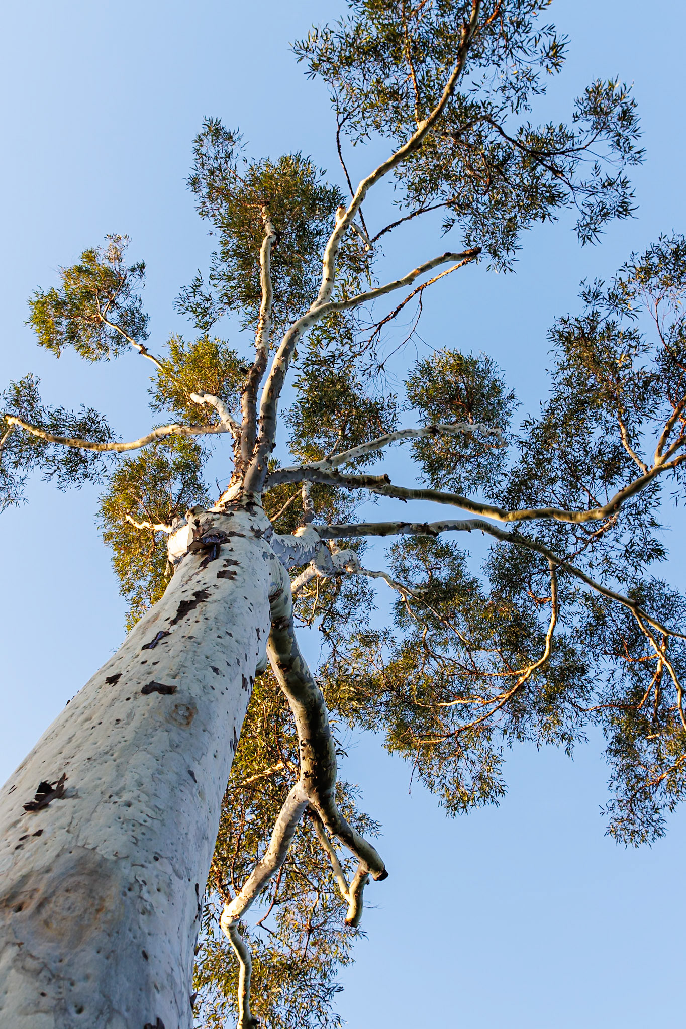 Underneath the gumtree