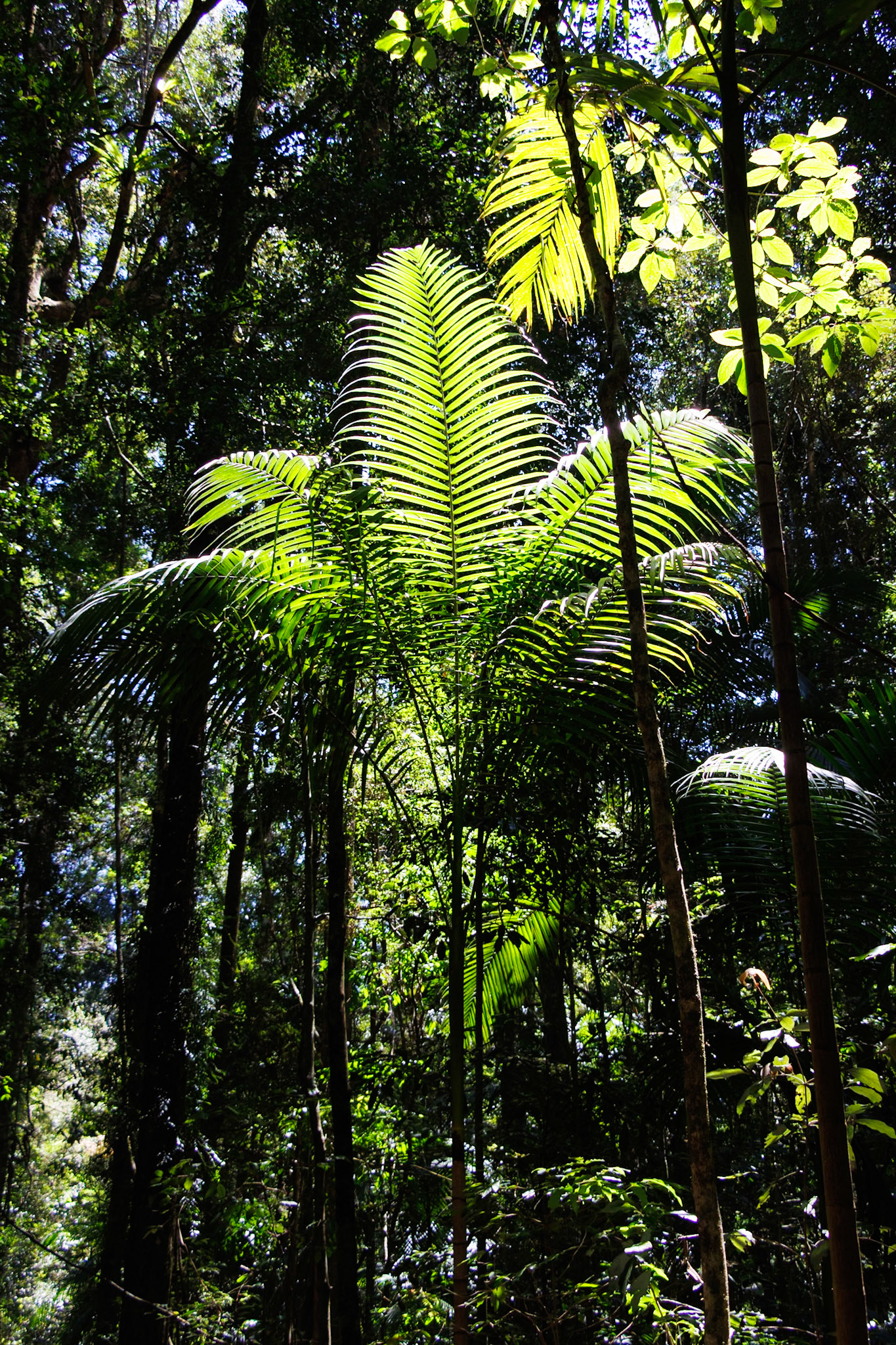 In the rainforest