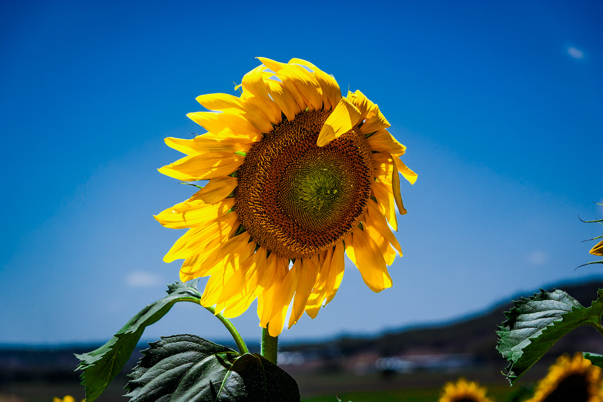 Sunflower