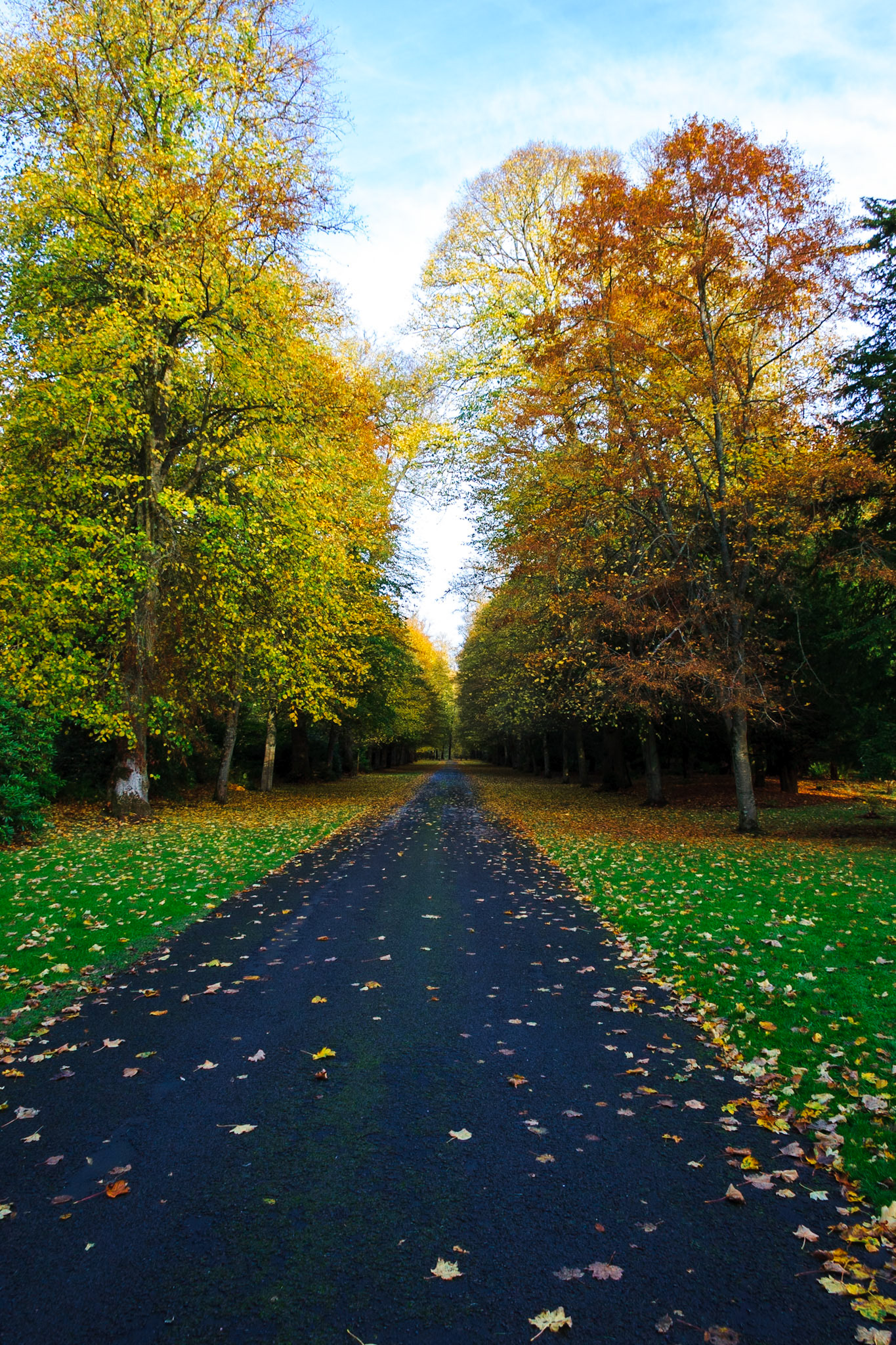 Leaf strewn road