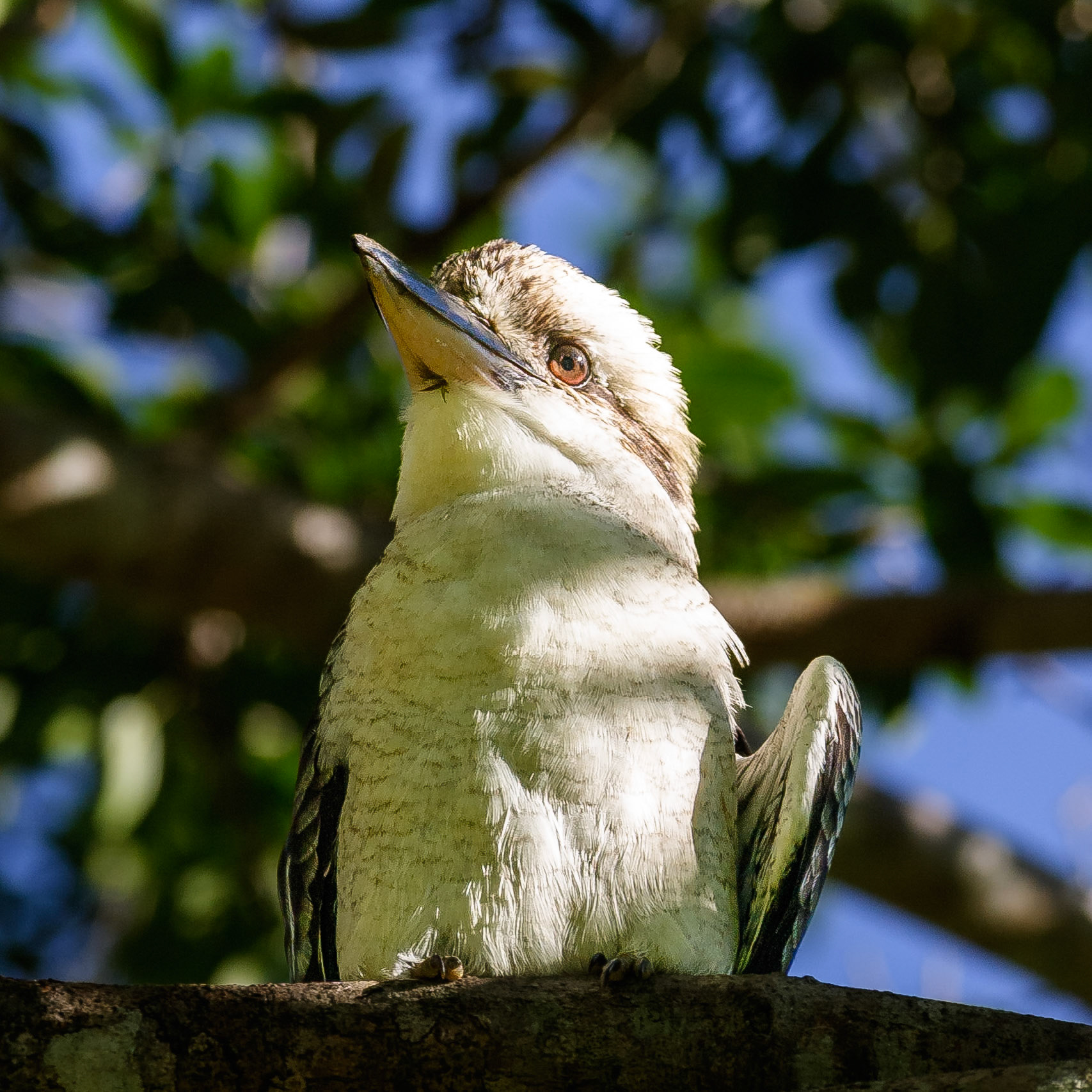 Kookaburra