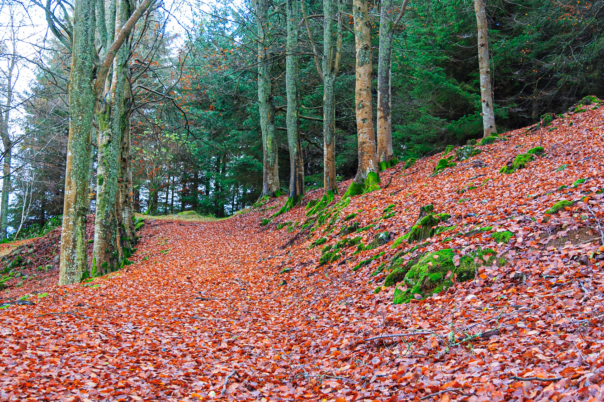 Autumn carpet in the forest