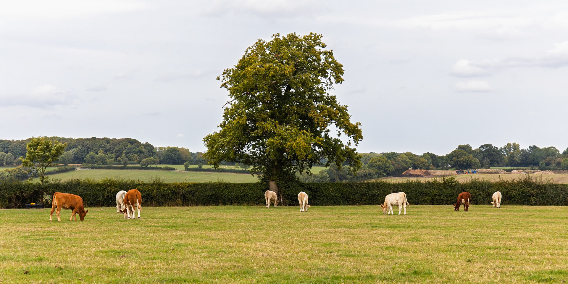 Cows at Chartridge End