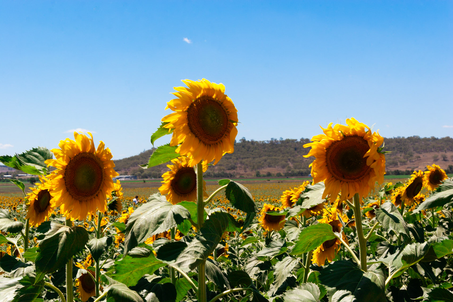Sunflowers