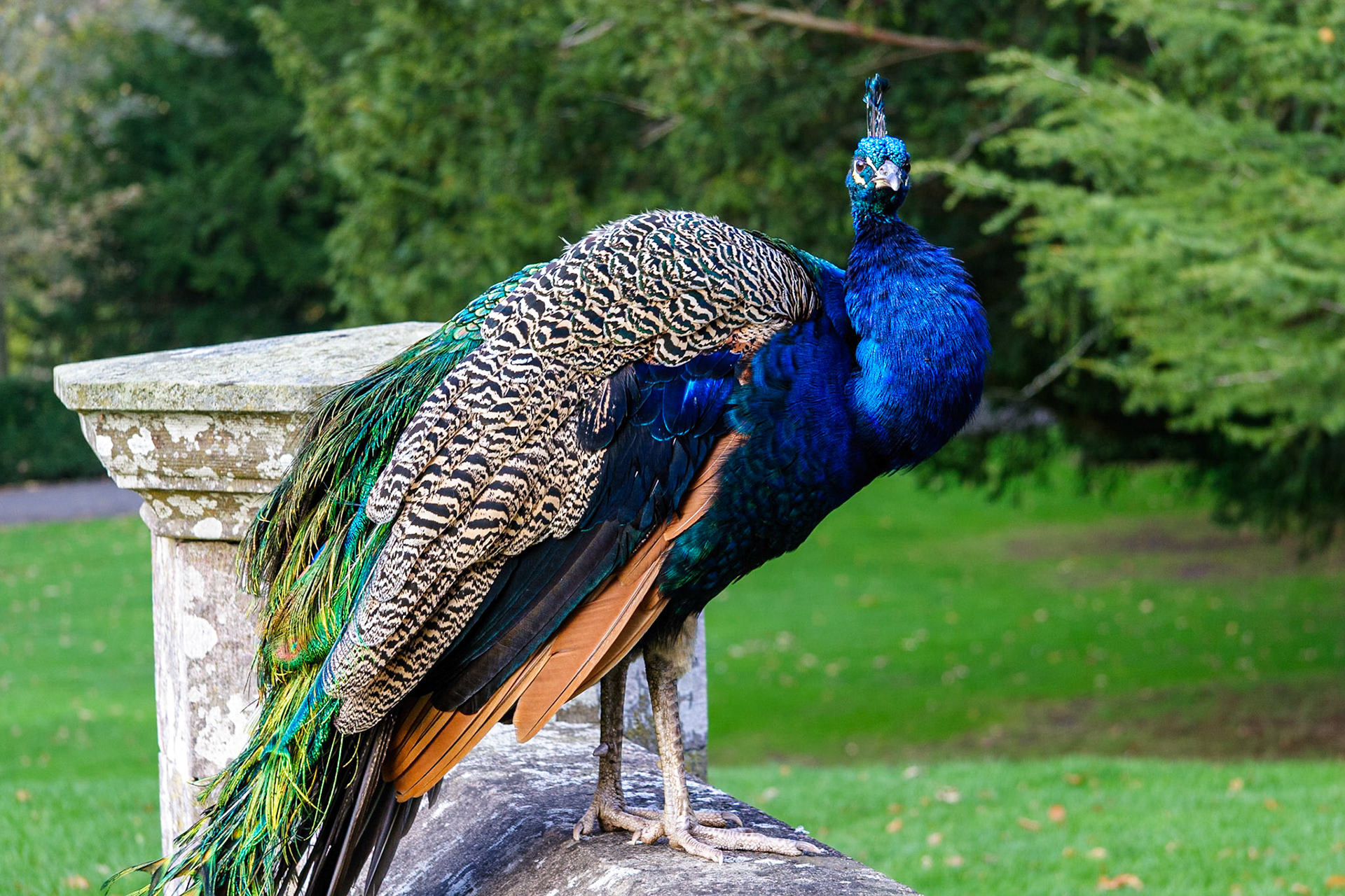 Scone Peacock
