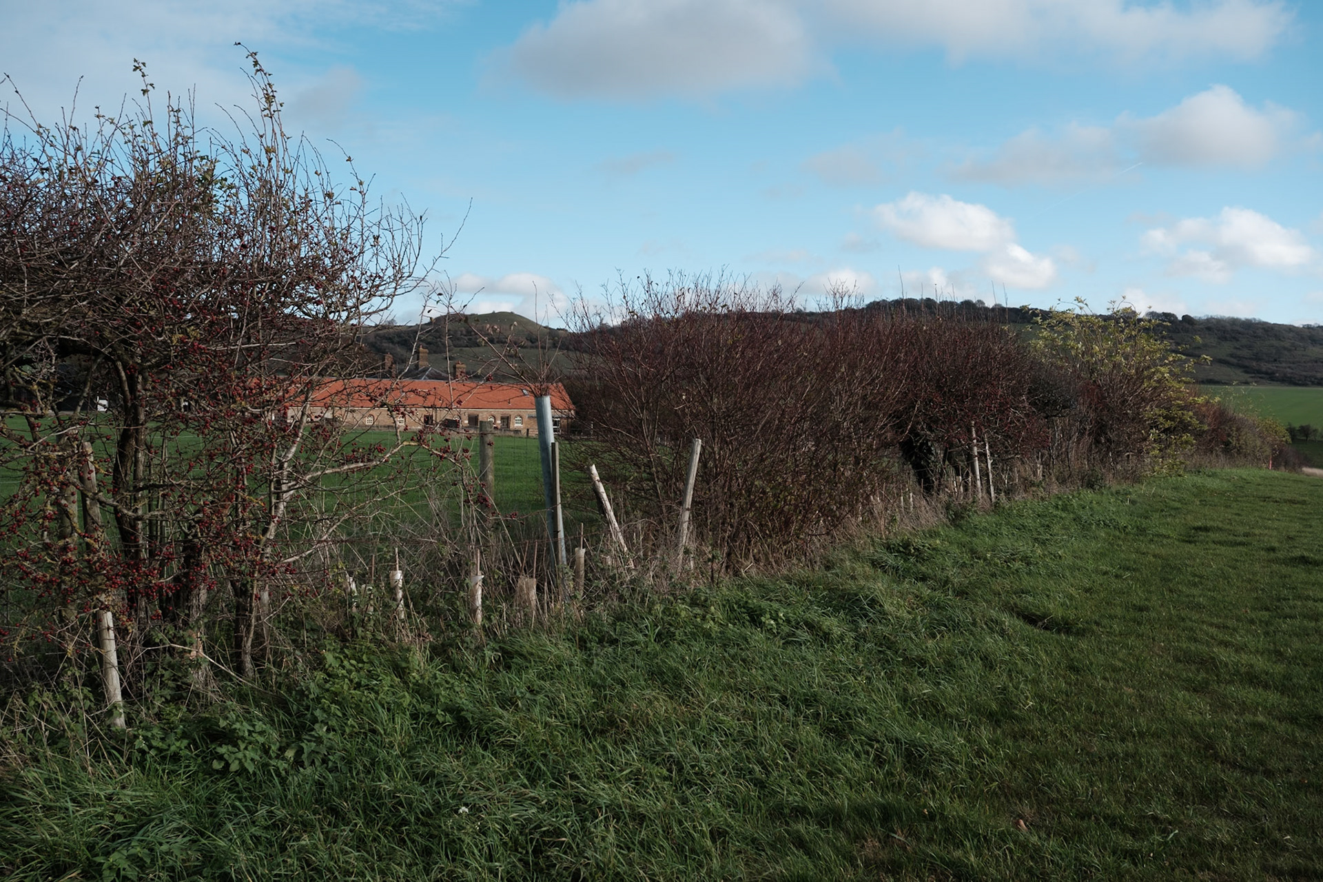 View through the Hedge