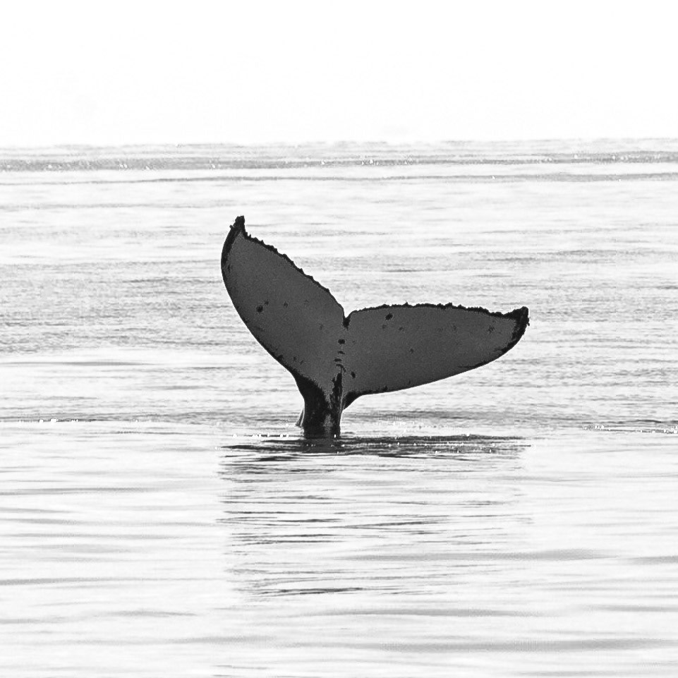 The whale