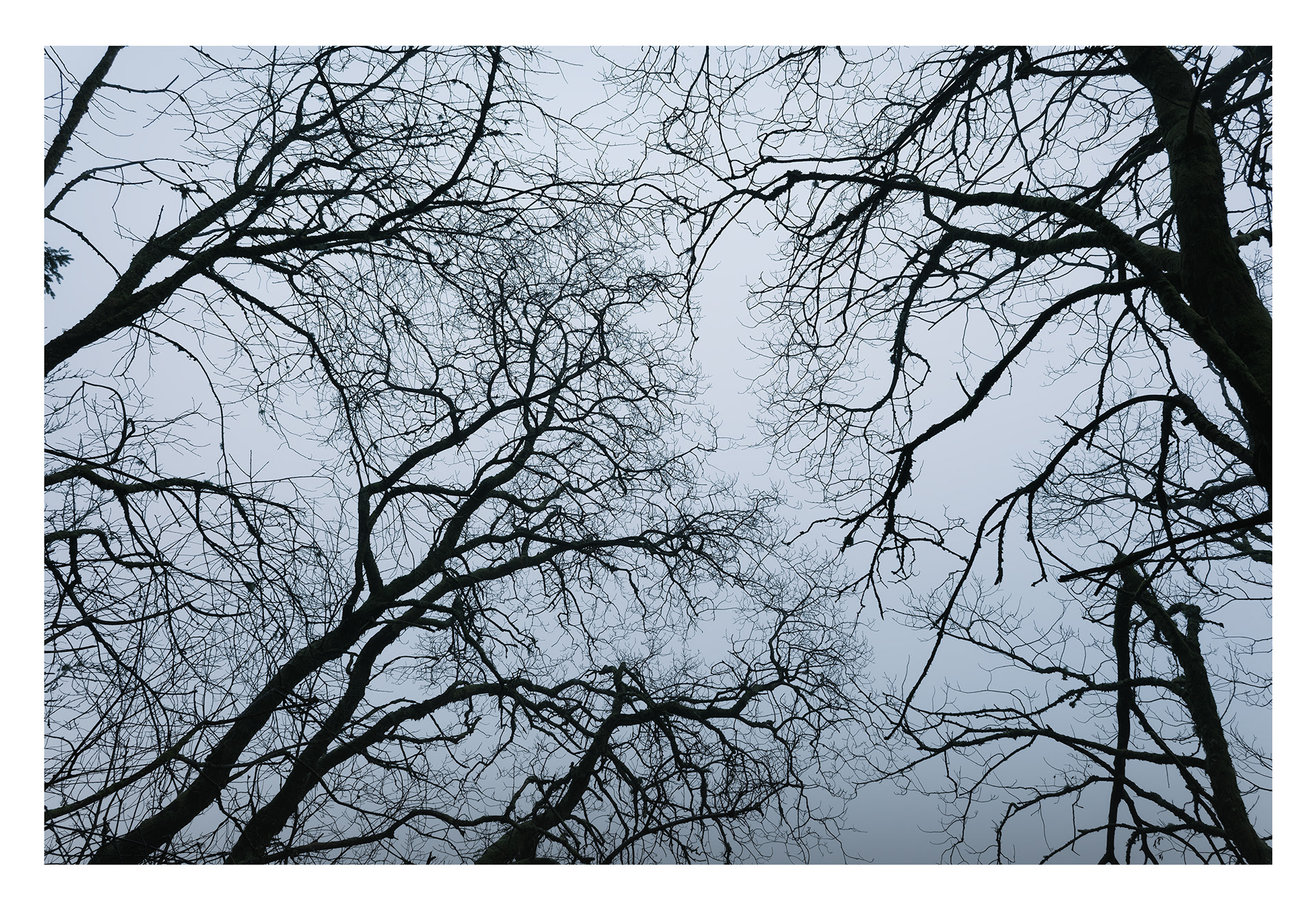 209. Forgreiningar.