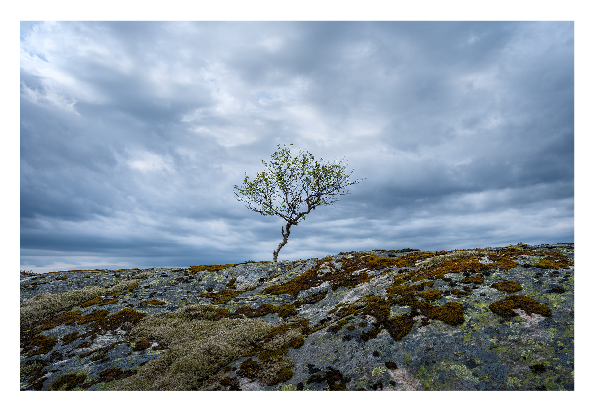 207. Einsam på Flatafjellet.