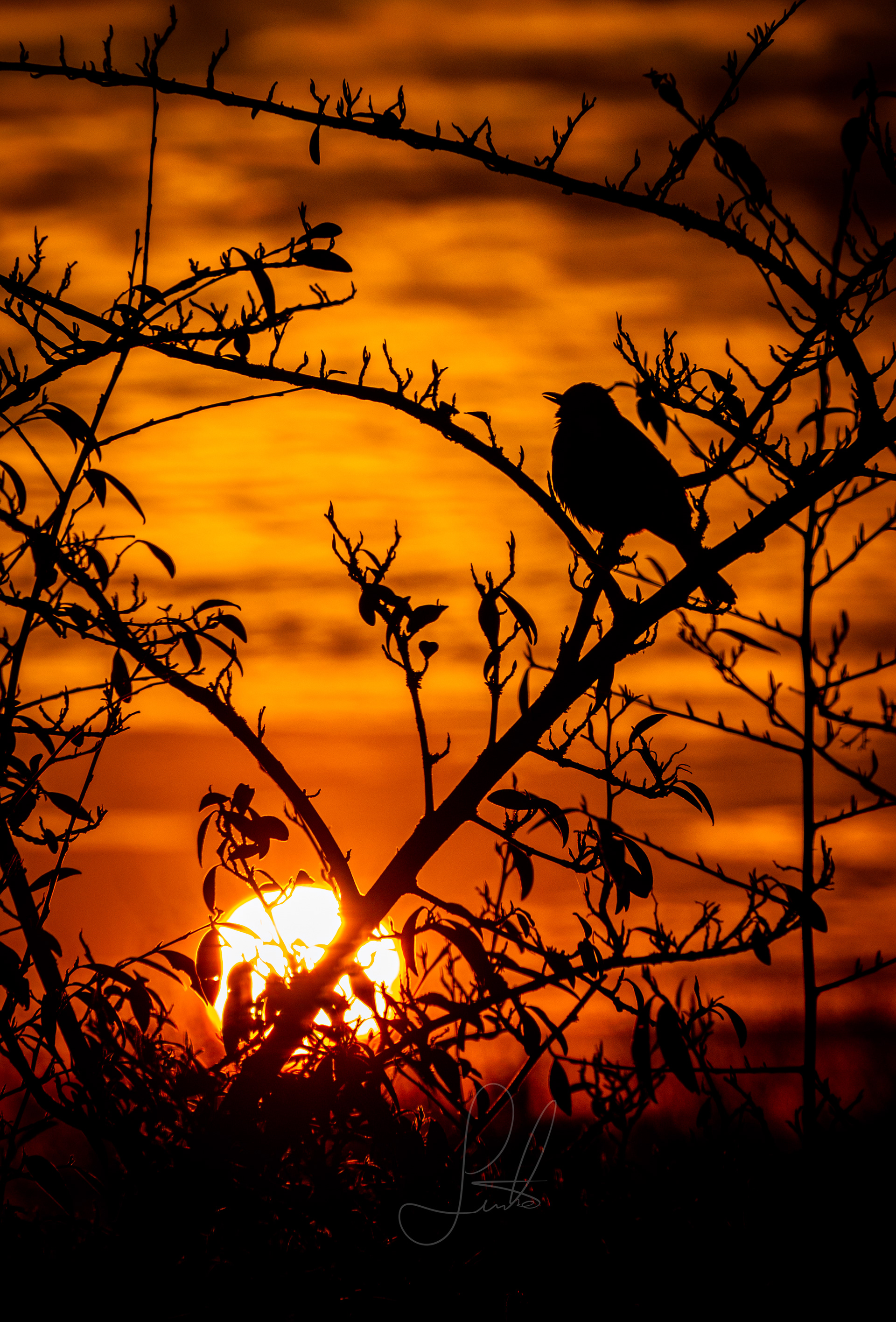 Vogel im Sonnenuntergang