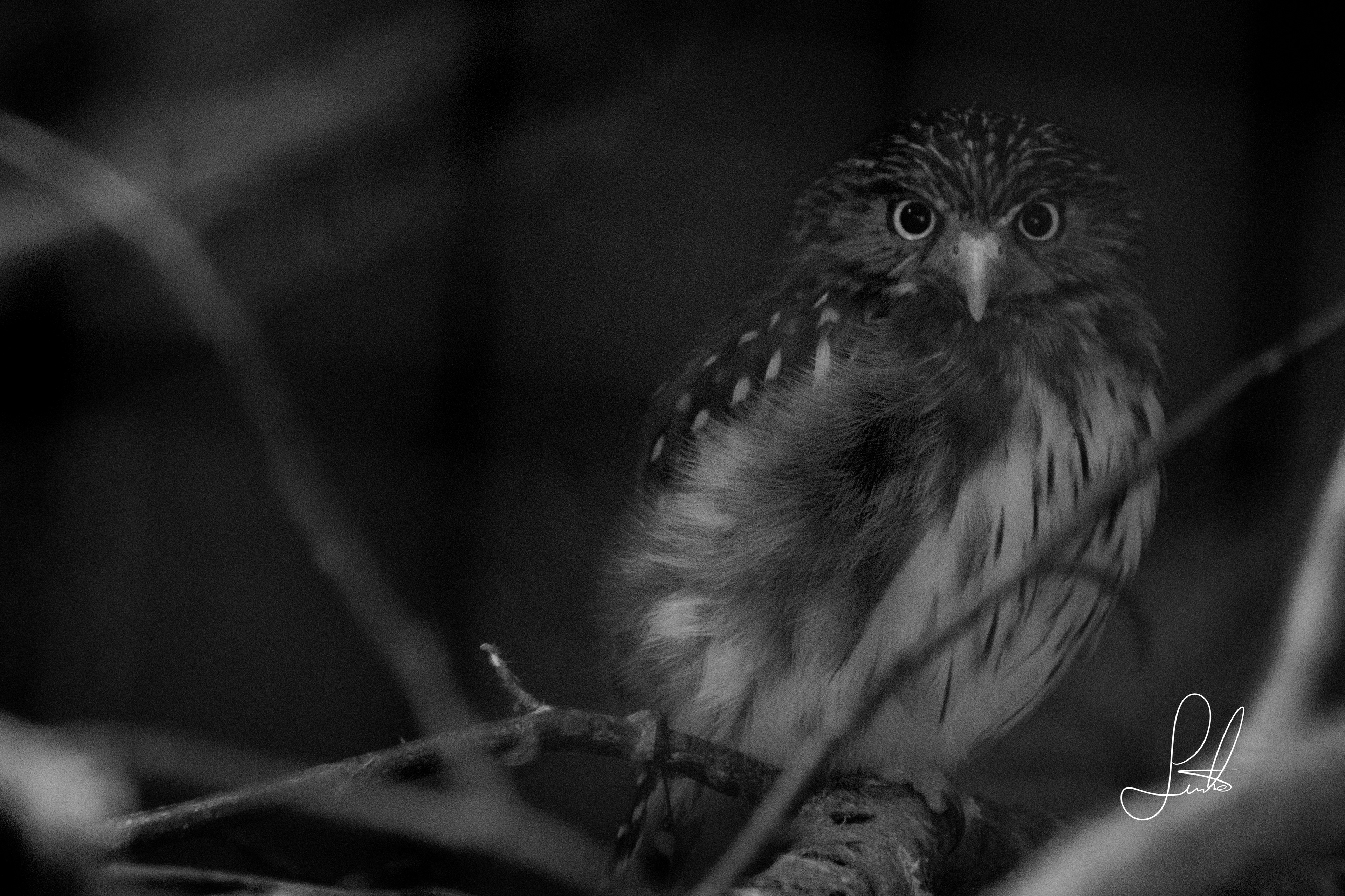 Nightvision activated!