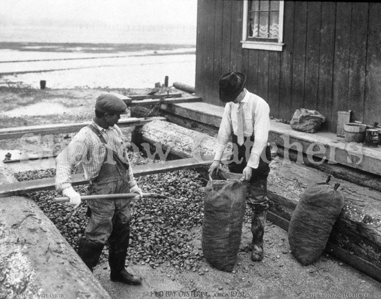 #BOC-05  "OYSTERMEN BAGGING OYSTERS FOR SHIPPING"