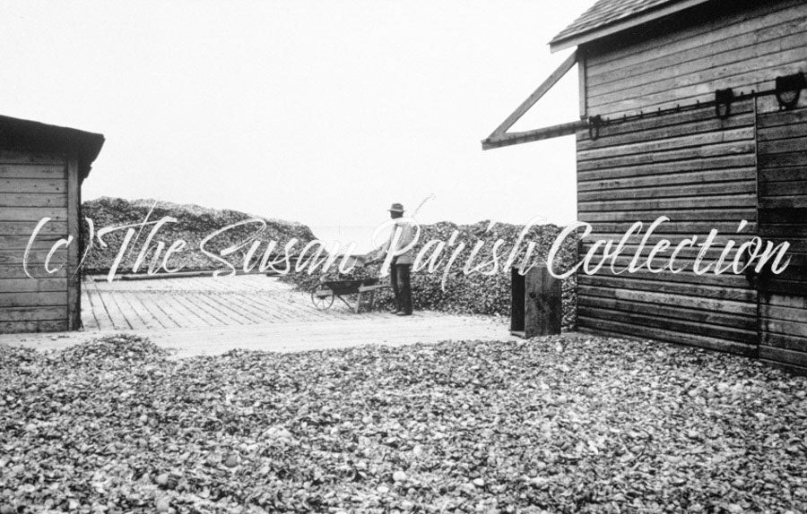 OYSTER SHELLS
