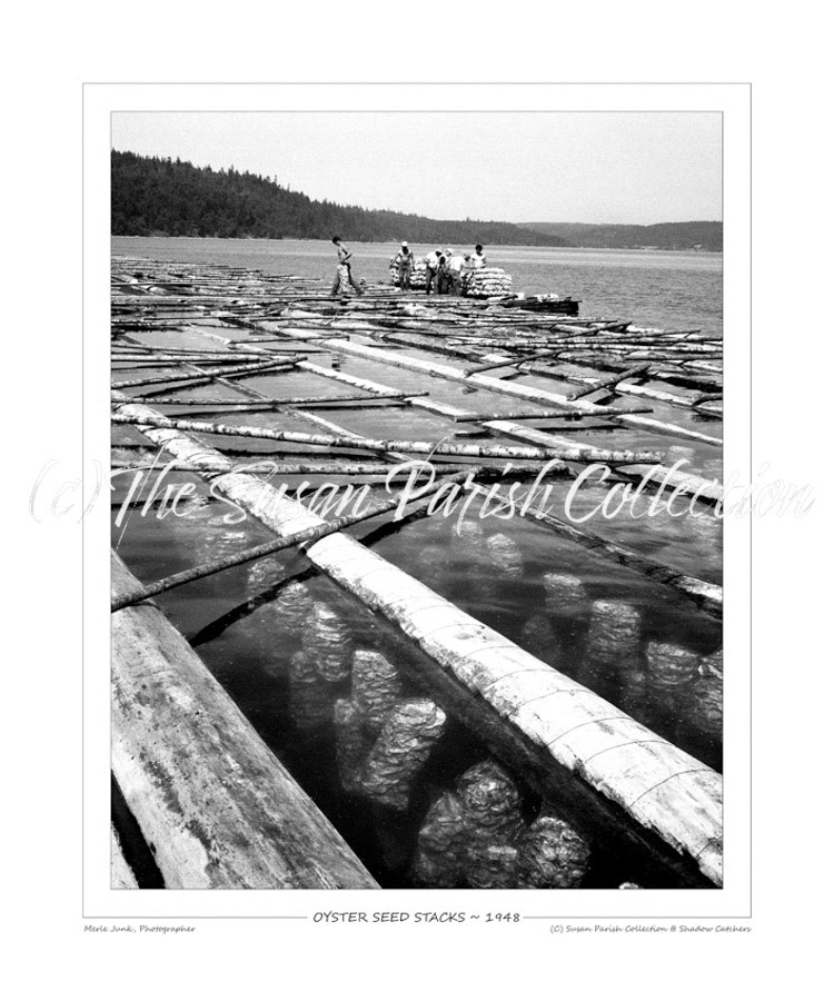 OYSTER SEED STACKS 1948