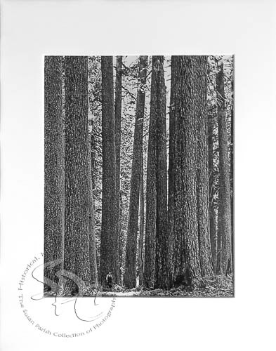 OLD GROWTH FOREST, 1910