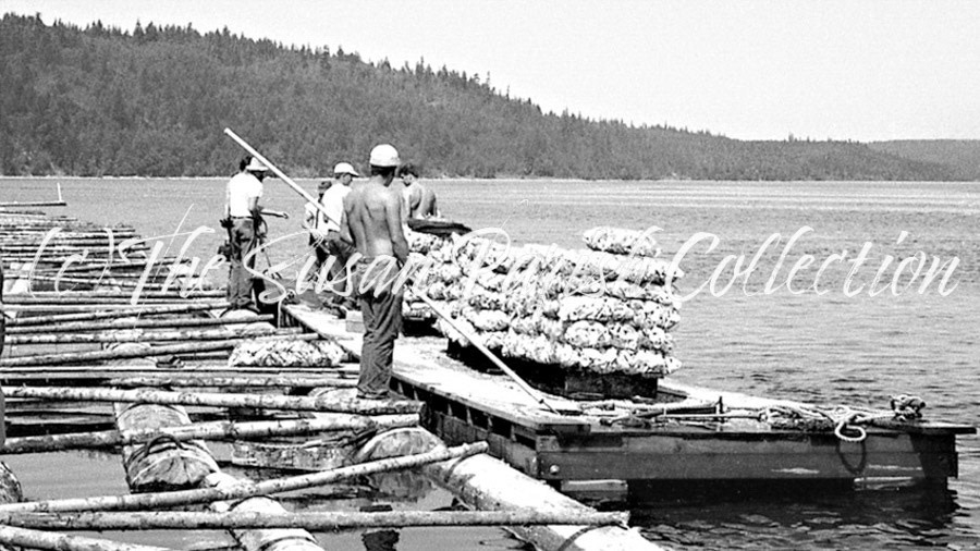 OYSTER HARVESTING CREW CROPPED