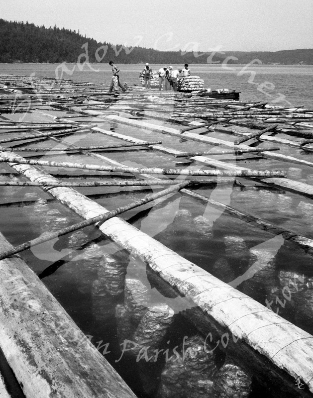 #BOC-19 - "OYSTER HARVESTING"