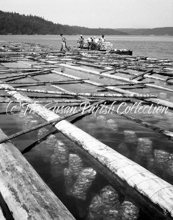 OYSTER HARVESTING 1948