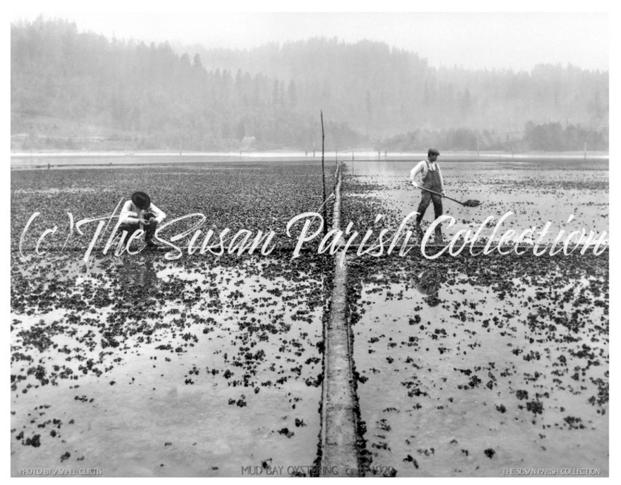 OYSTER BEDS