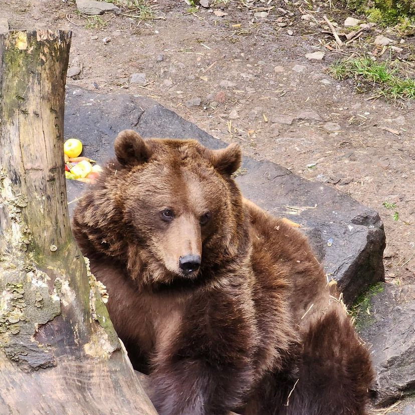 Cesky Krumlov Castle Bears