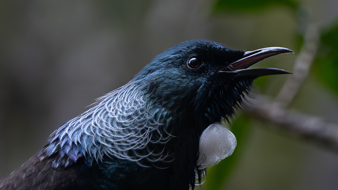 Tūī