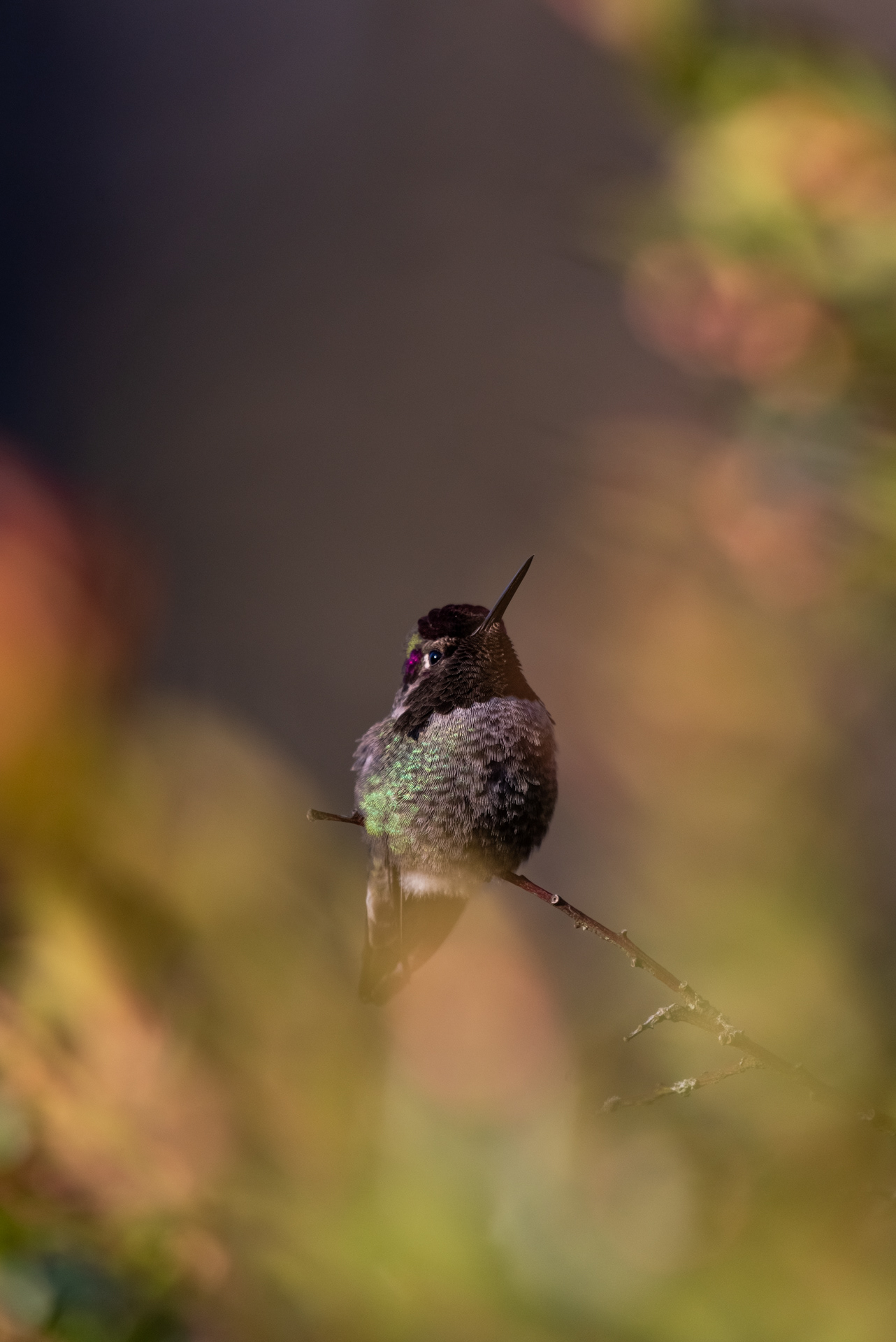 Anna's hummingbird, 2023