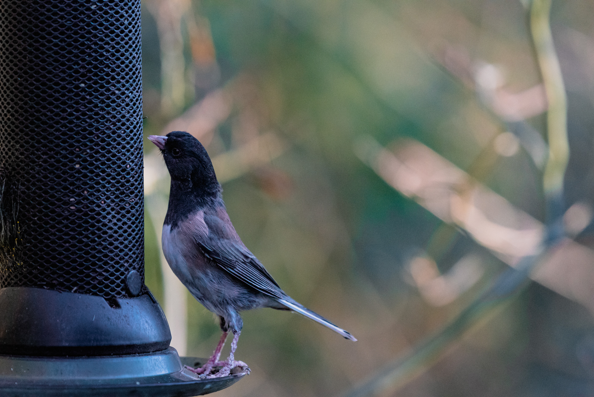 Dark-eyed junco, 2023