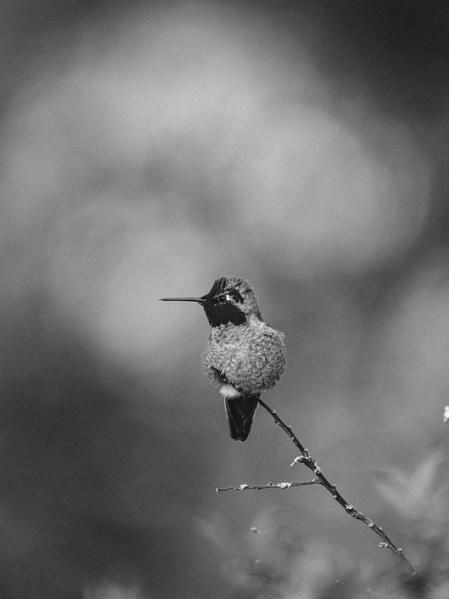 Anna's hummingbird, 2023