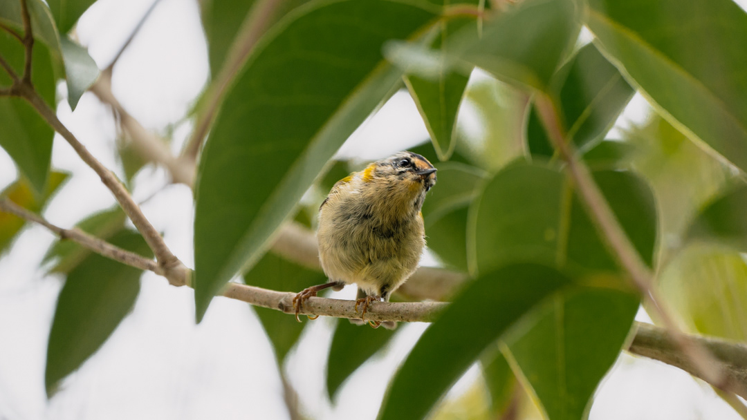 Goldcrest