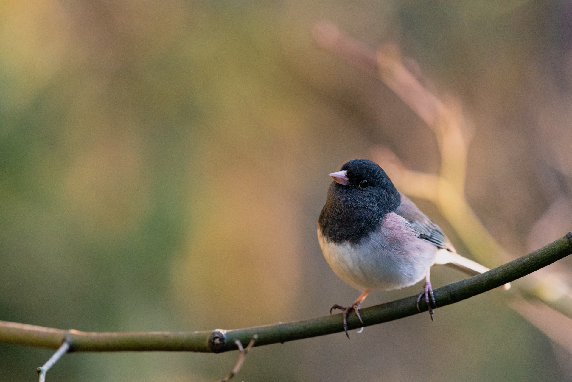 Dark-eyed junco