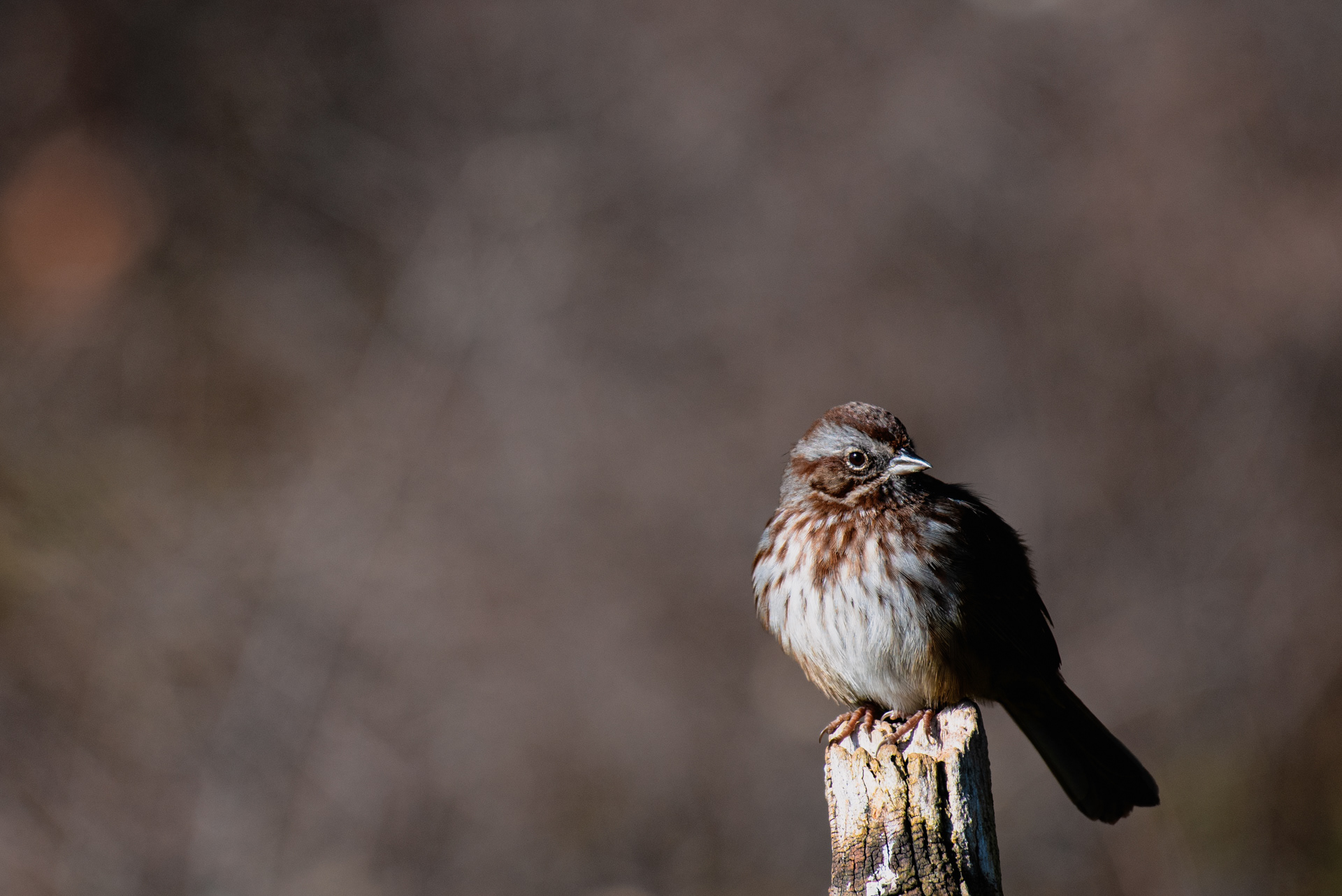 Song Sparrow, 2023